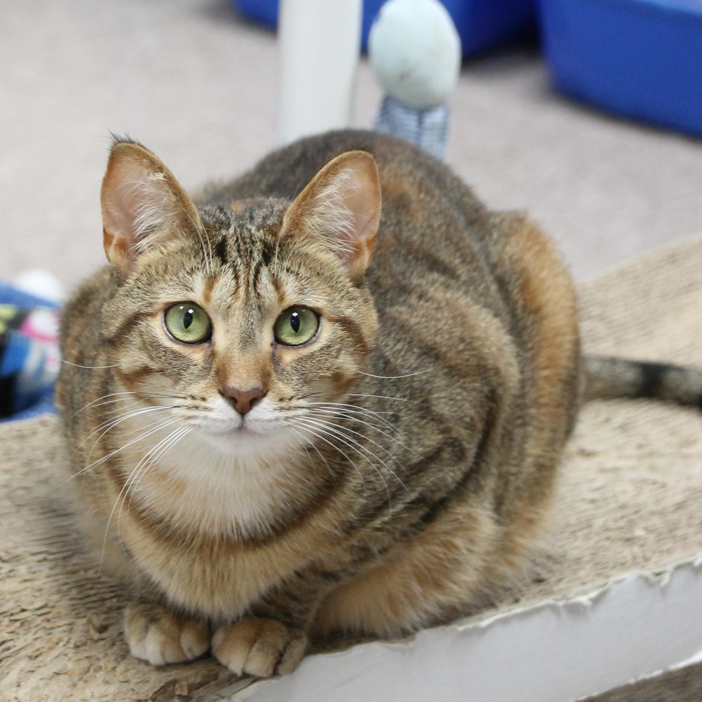 Candace, Adoptable, Young Female Domestic Short Hair.