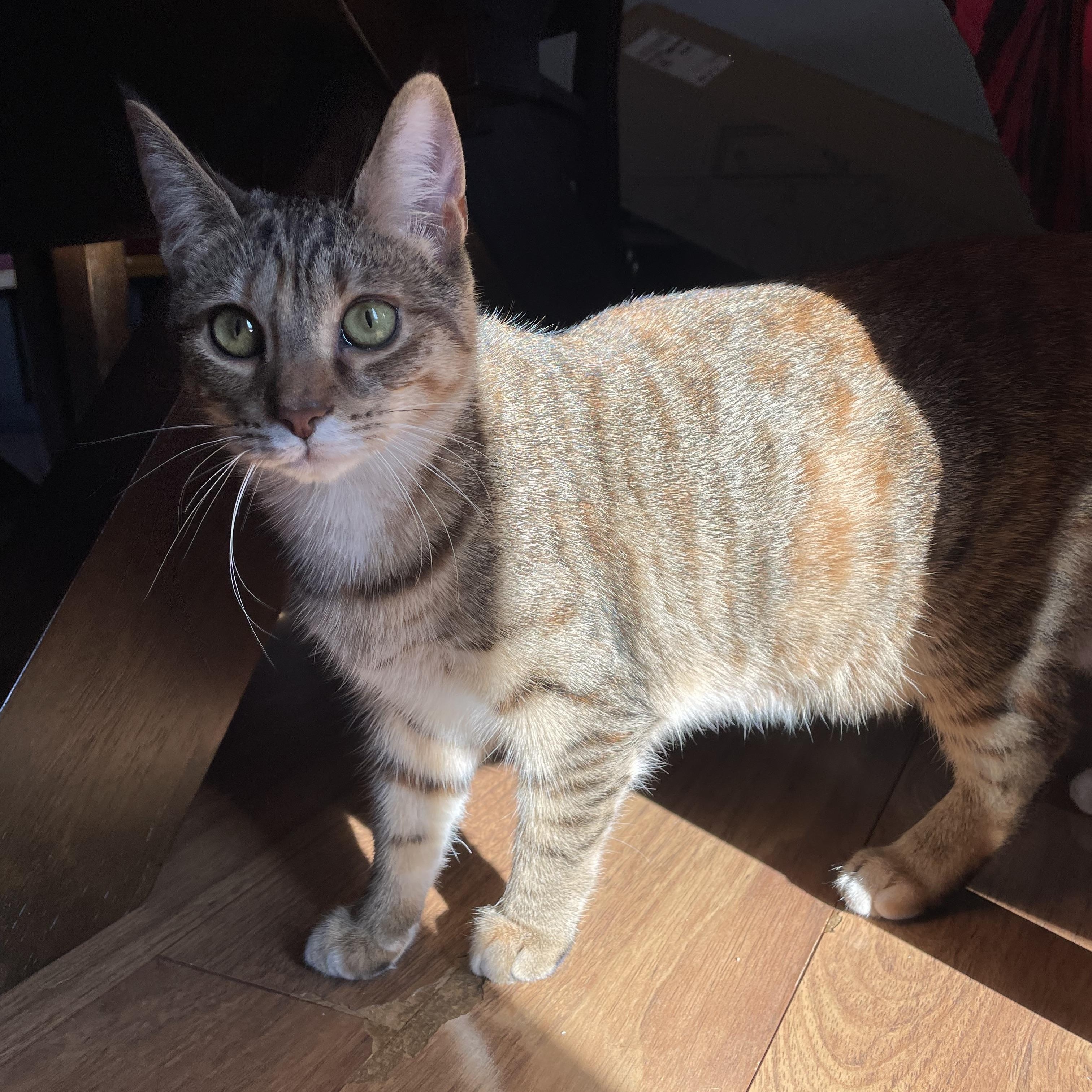 Enlarge Candace, a Adoptable Domestic Short Hair in Grand Rapids, MI image 4/6