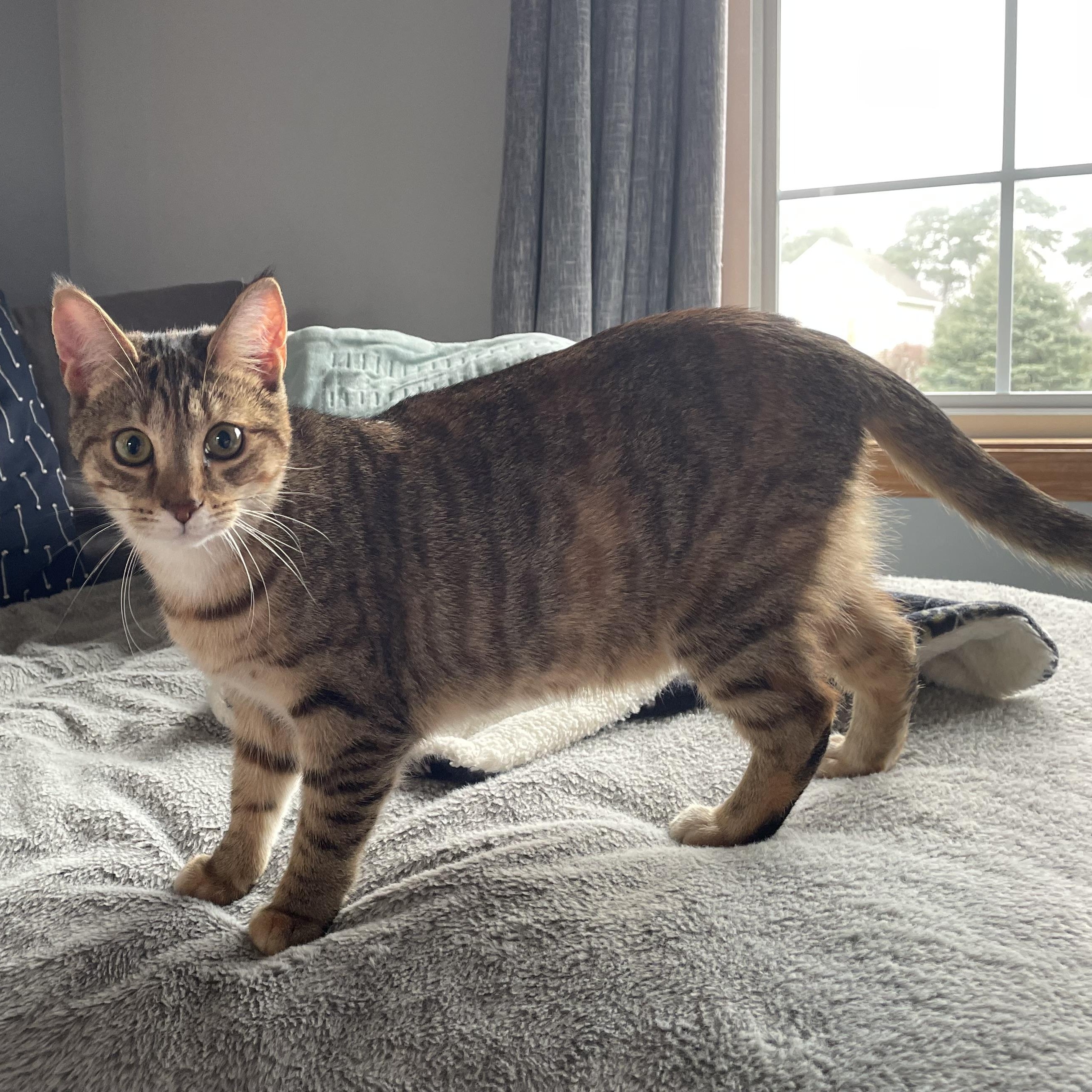 Enlarge Candace, a Adoptable Domestic Short Hair in Grand Rapids, MI image 5/6