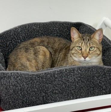 Enlarge Candace, a Adoptable Domestic Short Hair in Grand Rapids, MI image 6/6