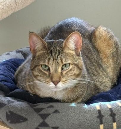 Enlarge Candace, a Adoptable Domestic Short Hair in Grand Rapids, MI image 3/6
