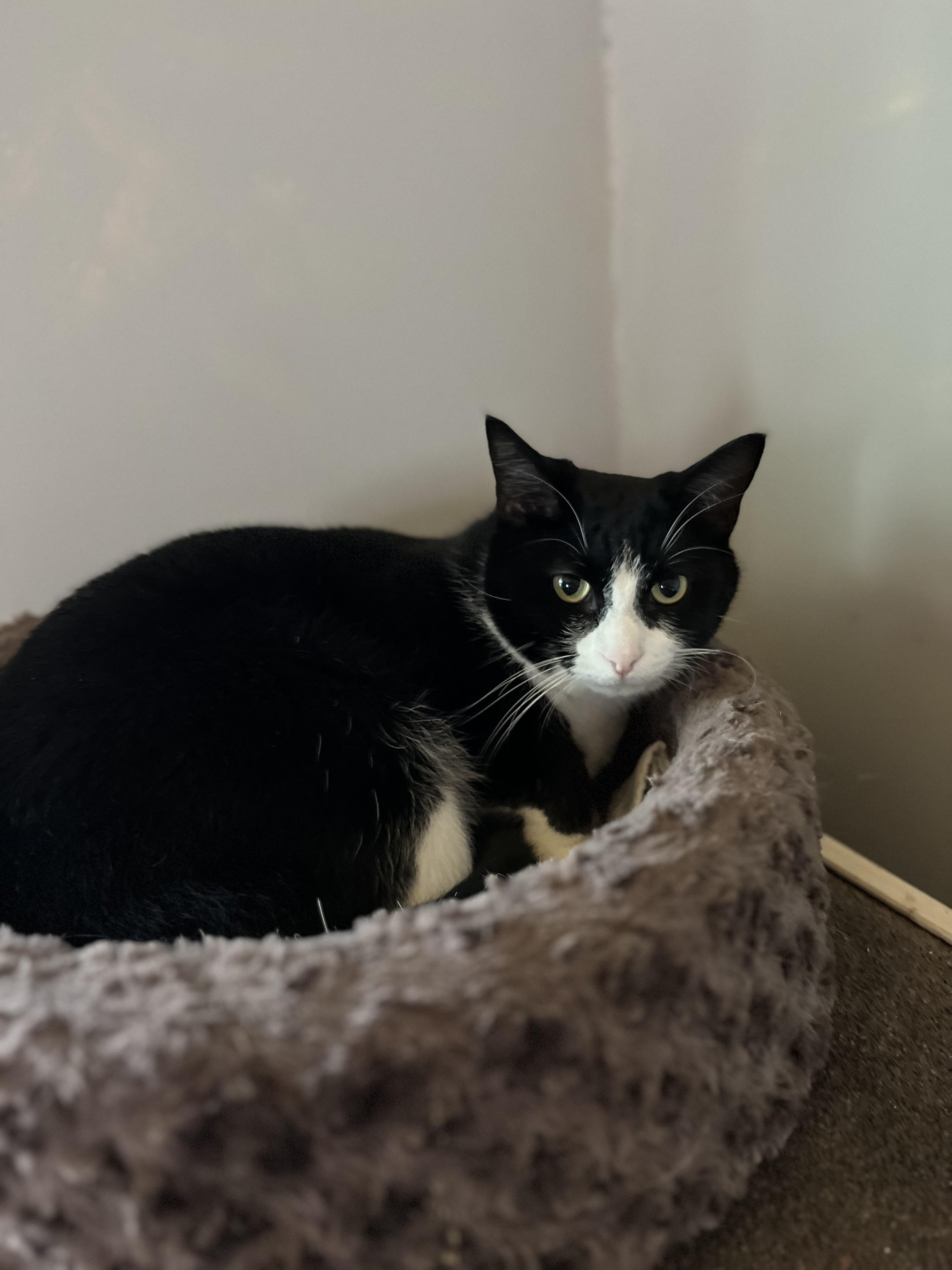 Timothy (Little Timmy), a Adoptable American Shorthair in Shelbyville, TN image 2/2