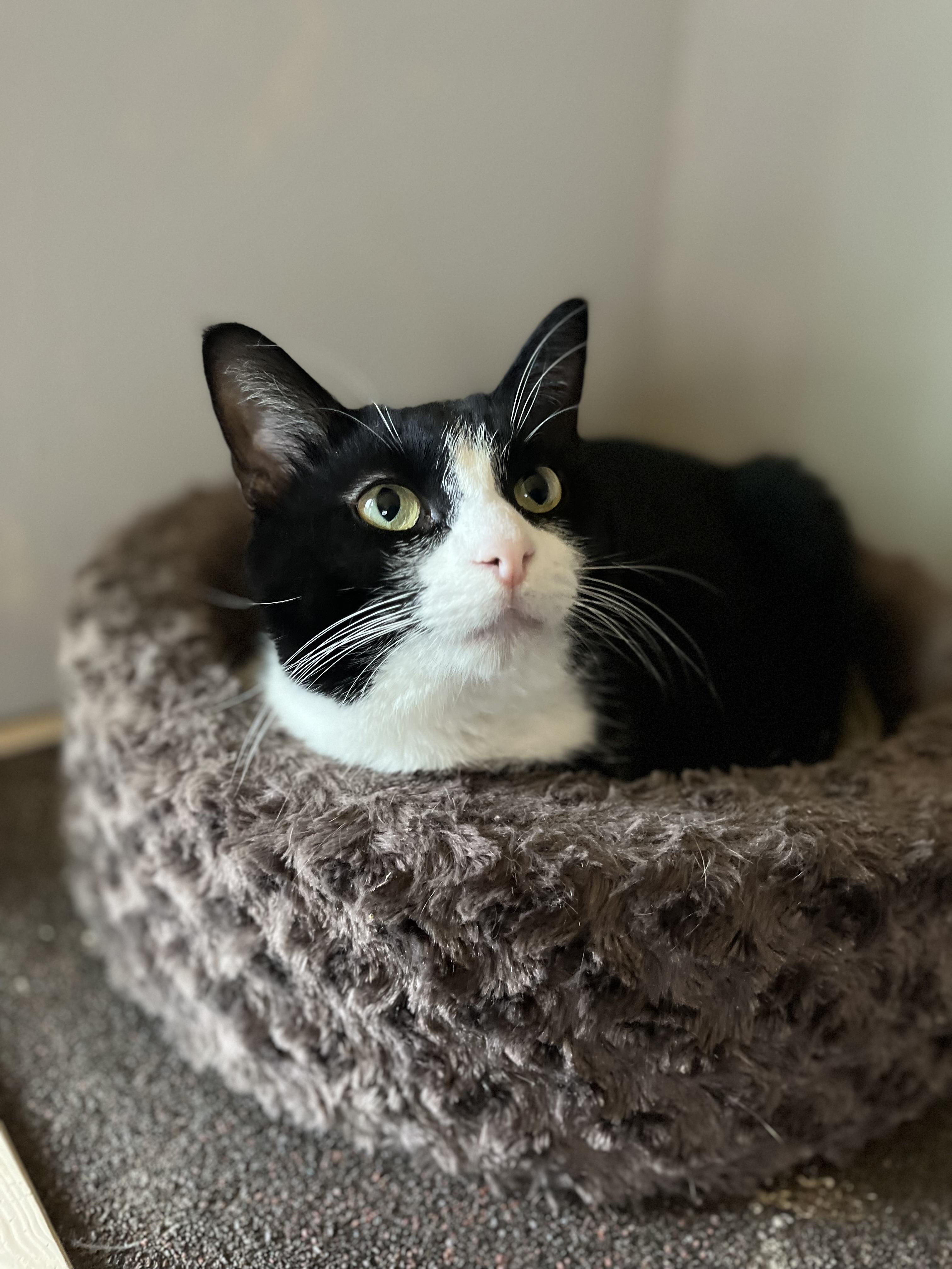 Timothy (Little Timmy), Adoptable, Young Male American Shorthair.