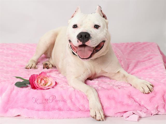 REMY, Adoptable, Young Male American Bulldog & Mixed Breed.