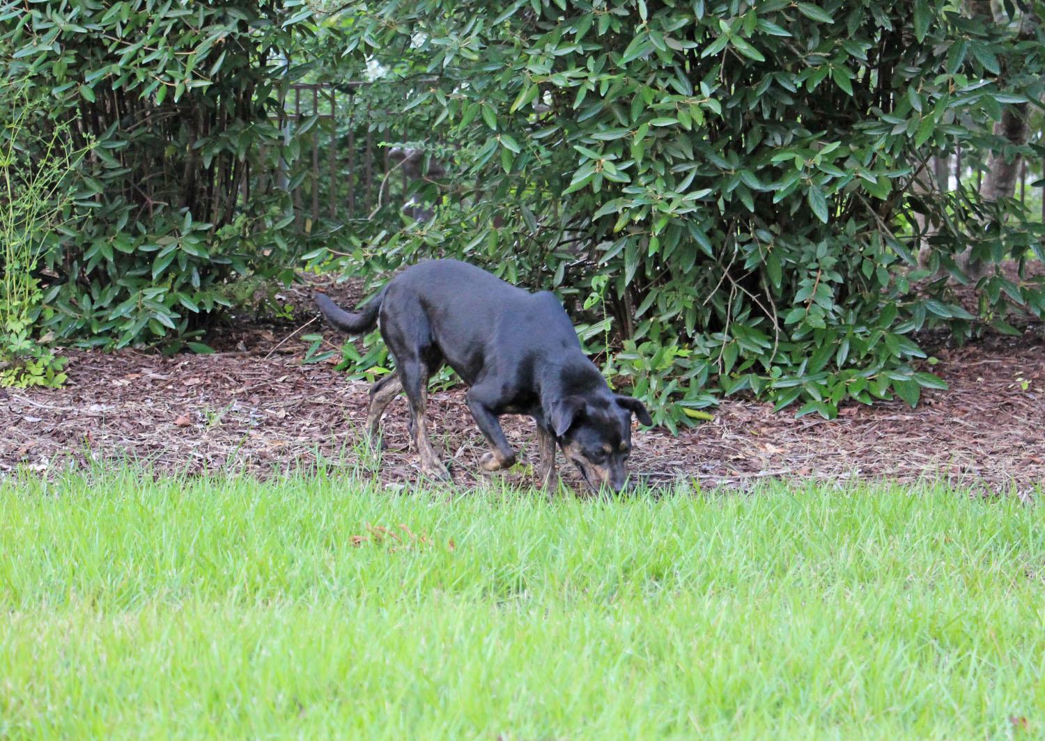 Sally, a Adoptable mixed breed in Savannah, TN image 2/4