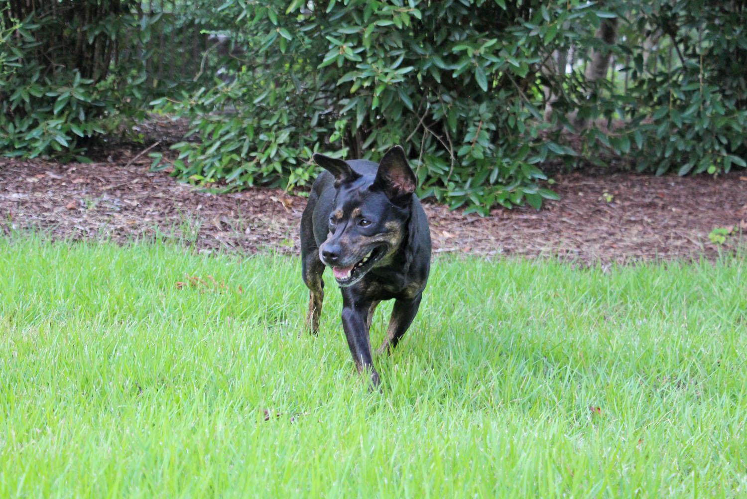 Sally, a Adoptable mixed breed in Savannah, TN image 3/4
