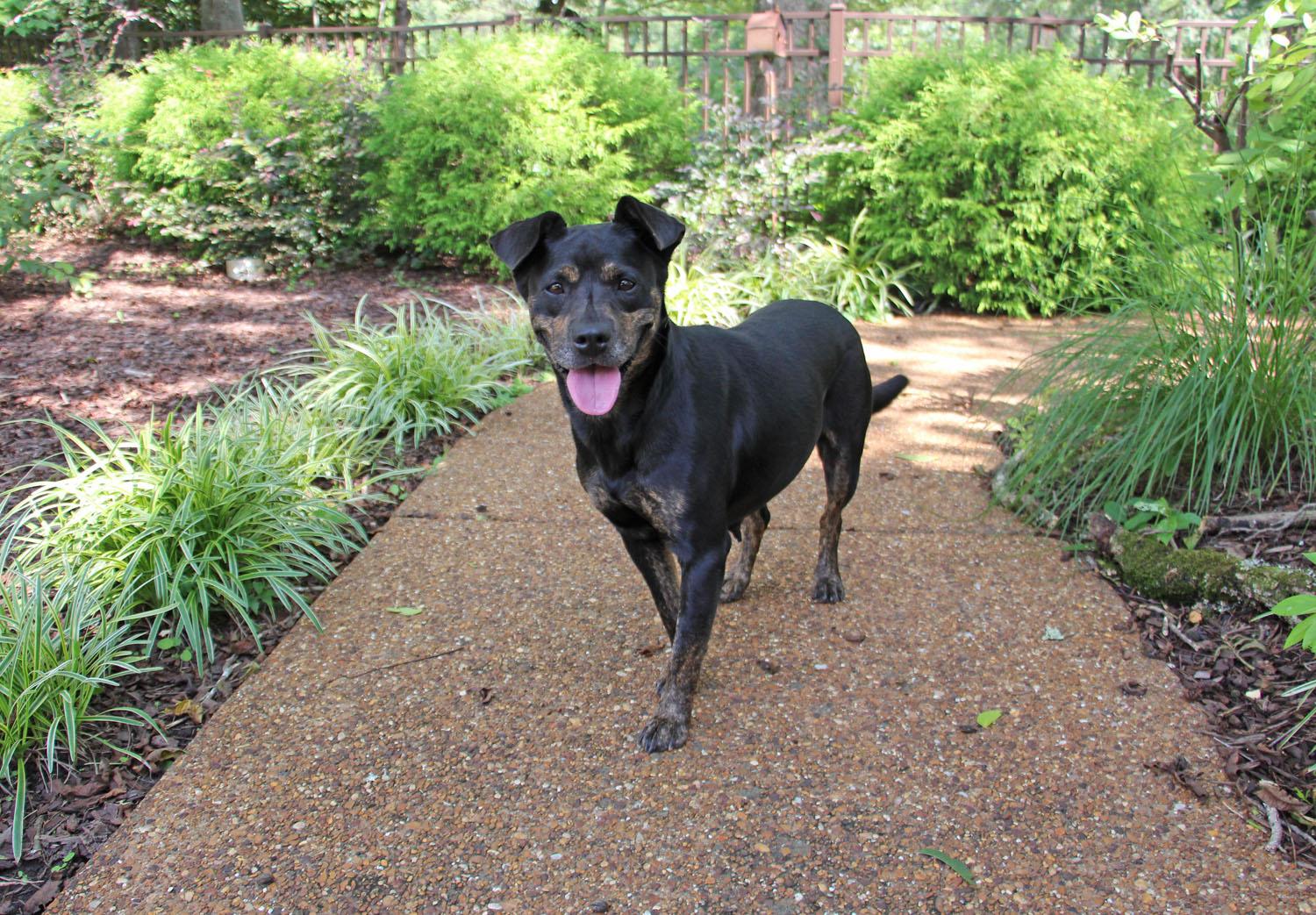 Sally, a Adoptable mixed breed in Savannah, TN image 4/4