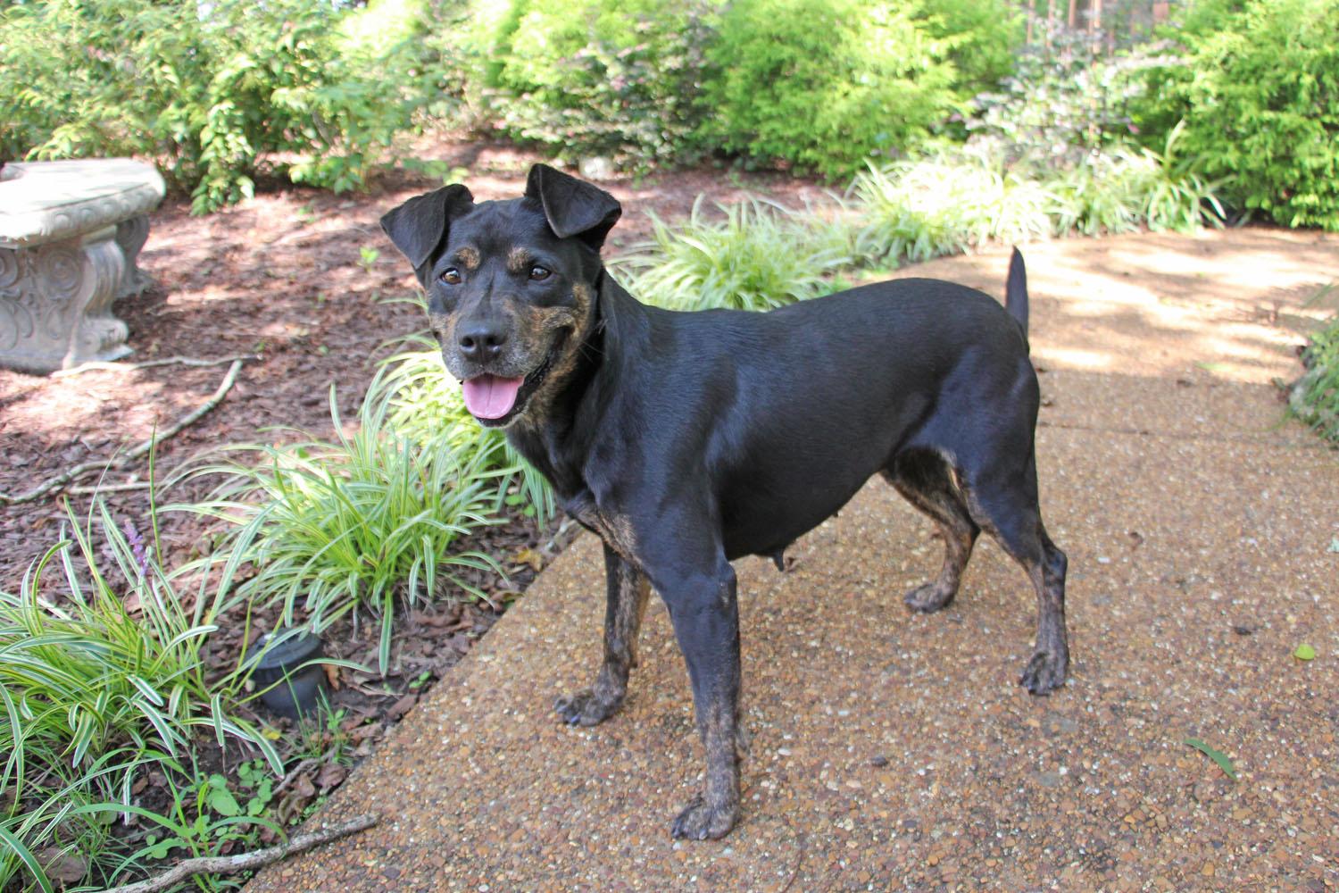 Sally, a Adoptable mixed breed in Savannah, TN image 1/4