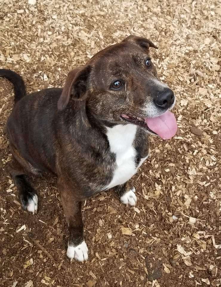 Rose (Baby Rose), Adoptable, Adult Female Pit Bull Terrier & American Staffordshire Terrier.