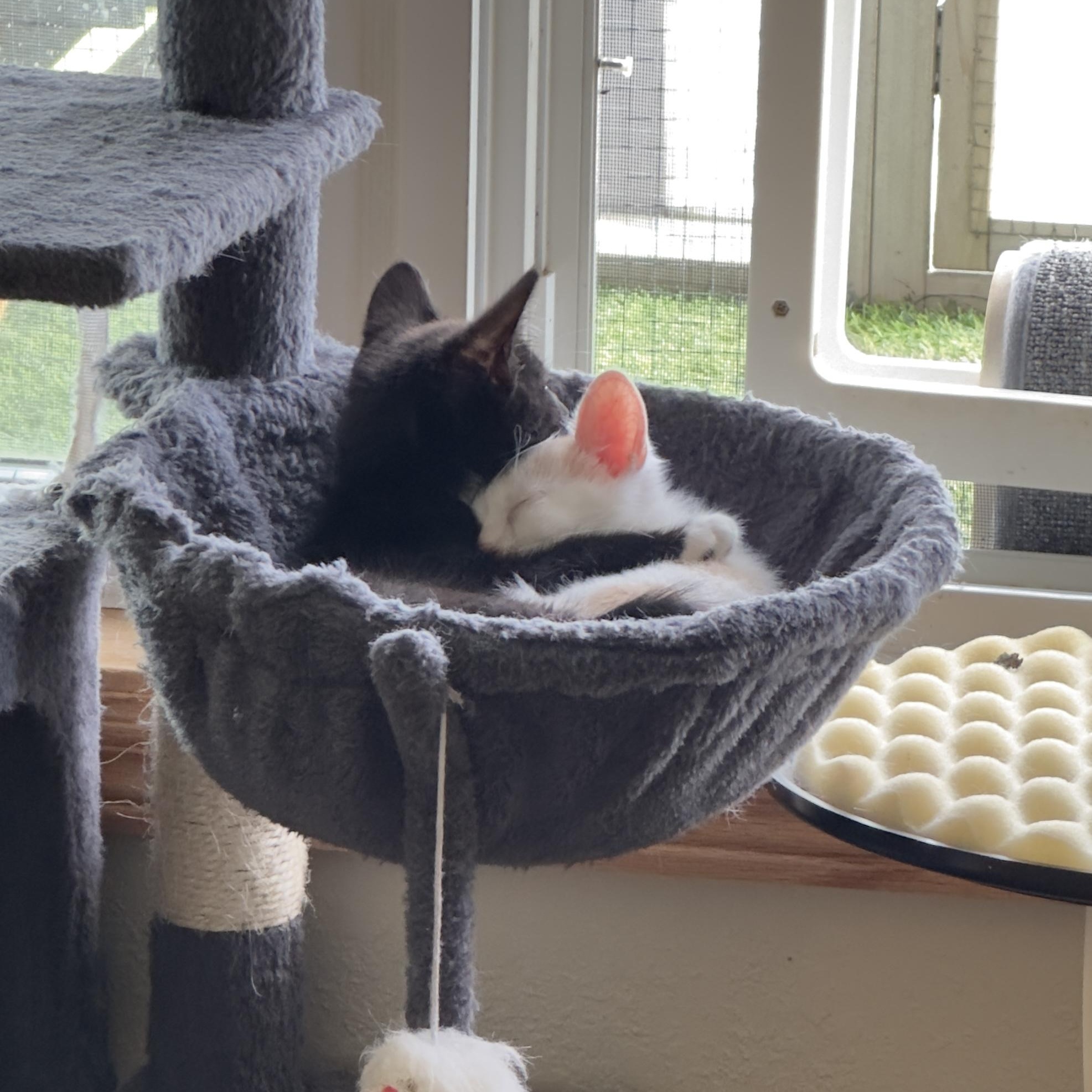 Enlarge Moose (& Brook), a Adoptable Domestic Short Hair in Minneapolis, MN image 3/5