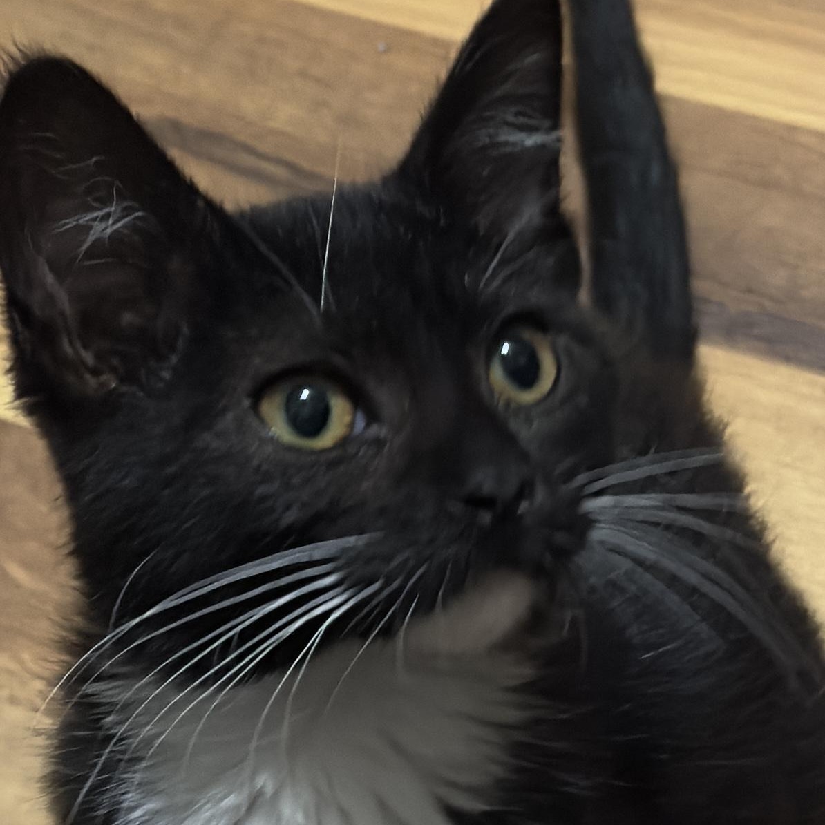 Enlarge Moose (& Brook), a Adoptable Domestic Short Hair in Minneapolis, MN image 5/5