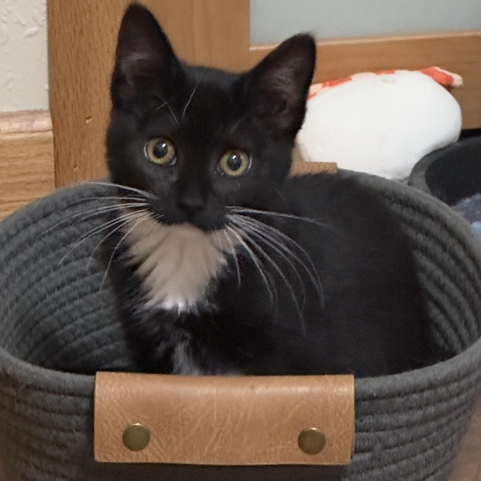 Enlarge Moose (& Brook), a Adoptable Domestic Short Hair in Minneapolis, MN image 1/5
