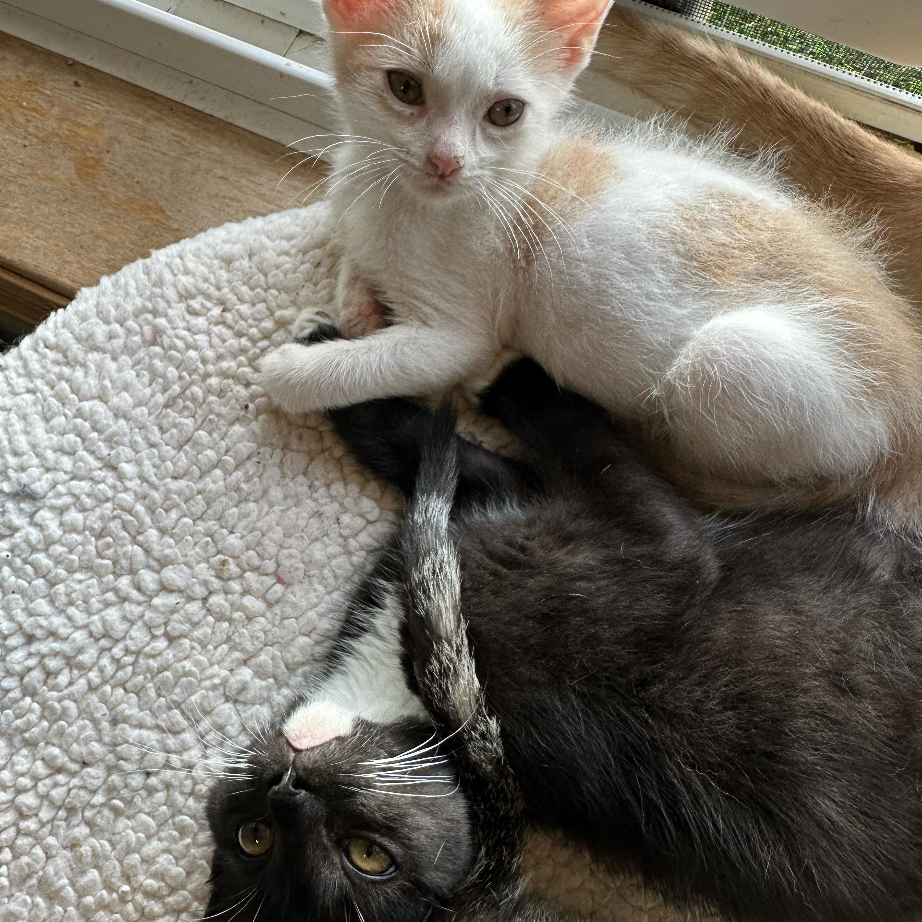 Enlarge Moose (& Brook), a Adoptable Domestic Short Hair in Minneapolis, MN image 4/5