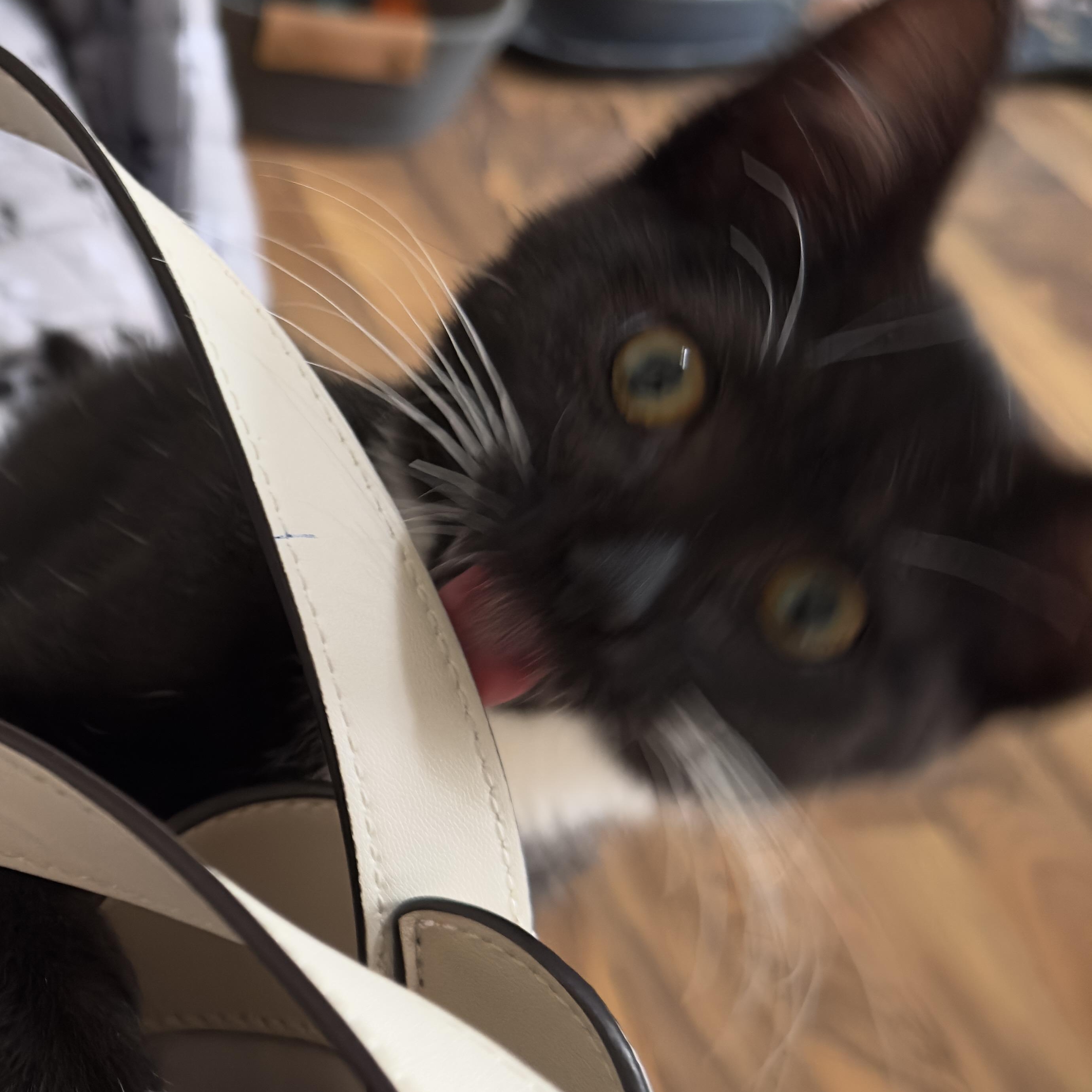 Enlarge Moose (& Brook), a Adoptable Domestic Short Hair in Minneapolis, MN image 2/5