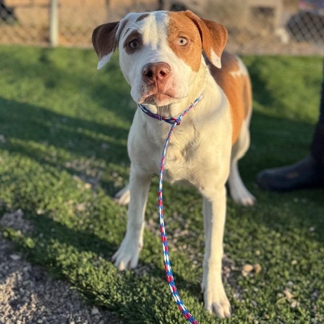 Poem, Adoptable, Young Female English Pointer.
