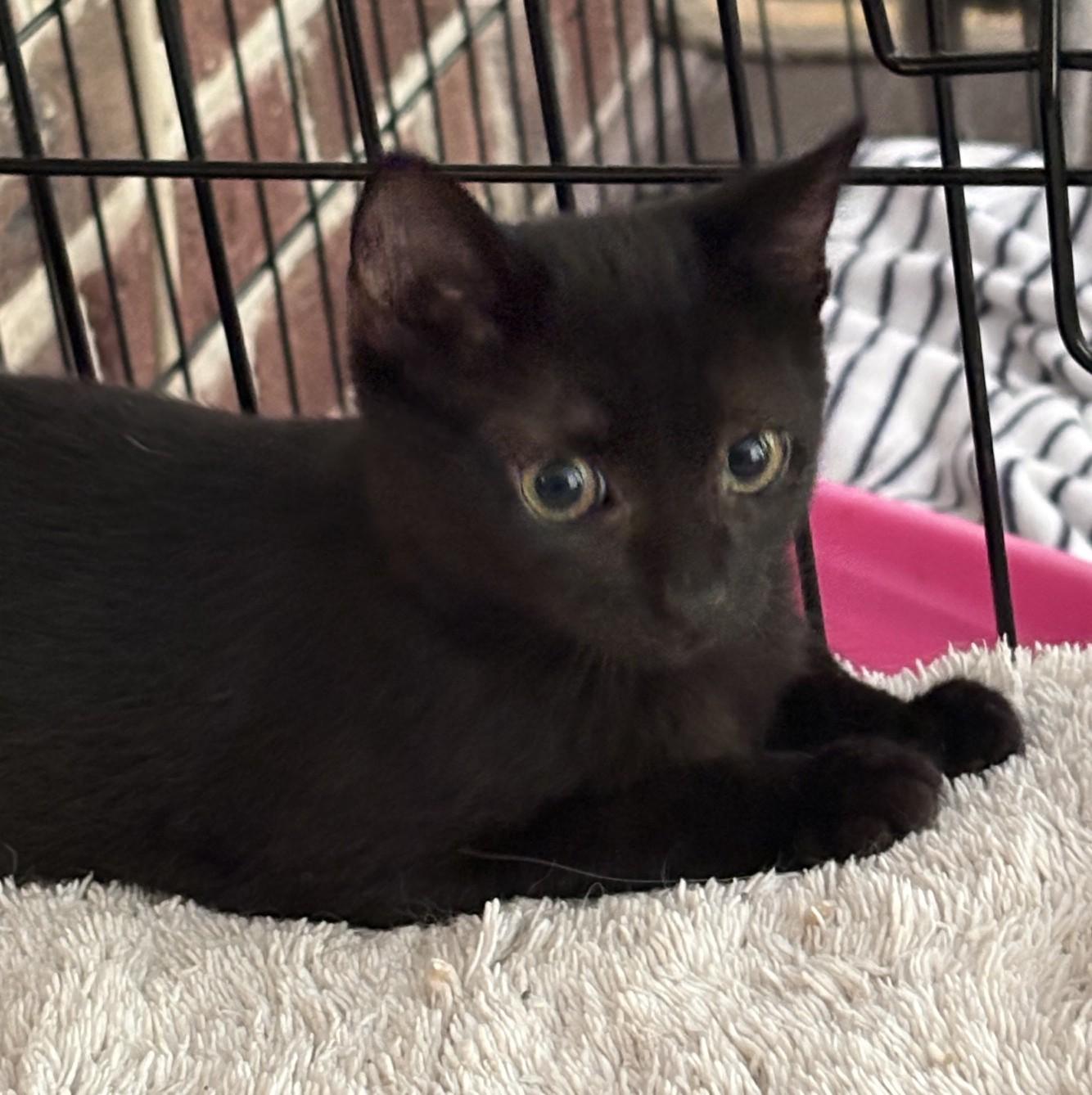 Enlarge Chibi, an adopted Domestic Short Hair in Columbia, SC image 1/3
