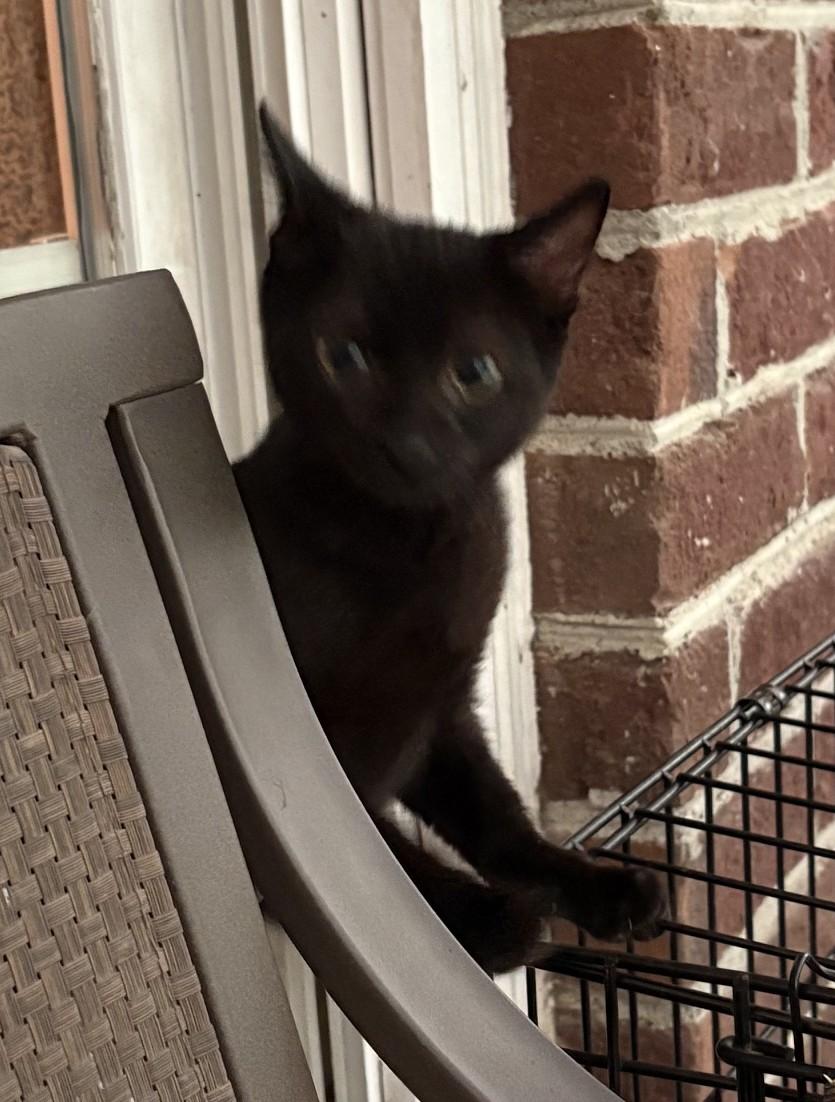 Enlarge Chibi, an adopted Domestic Short Hair in Columbia, SC image 3/3
