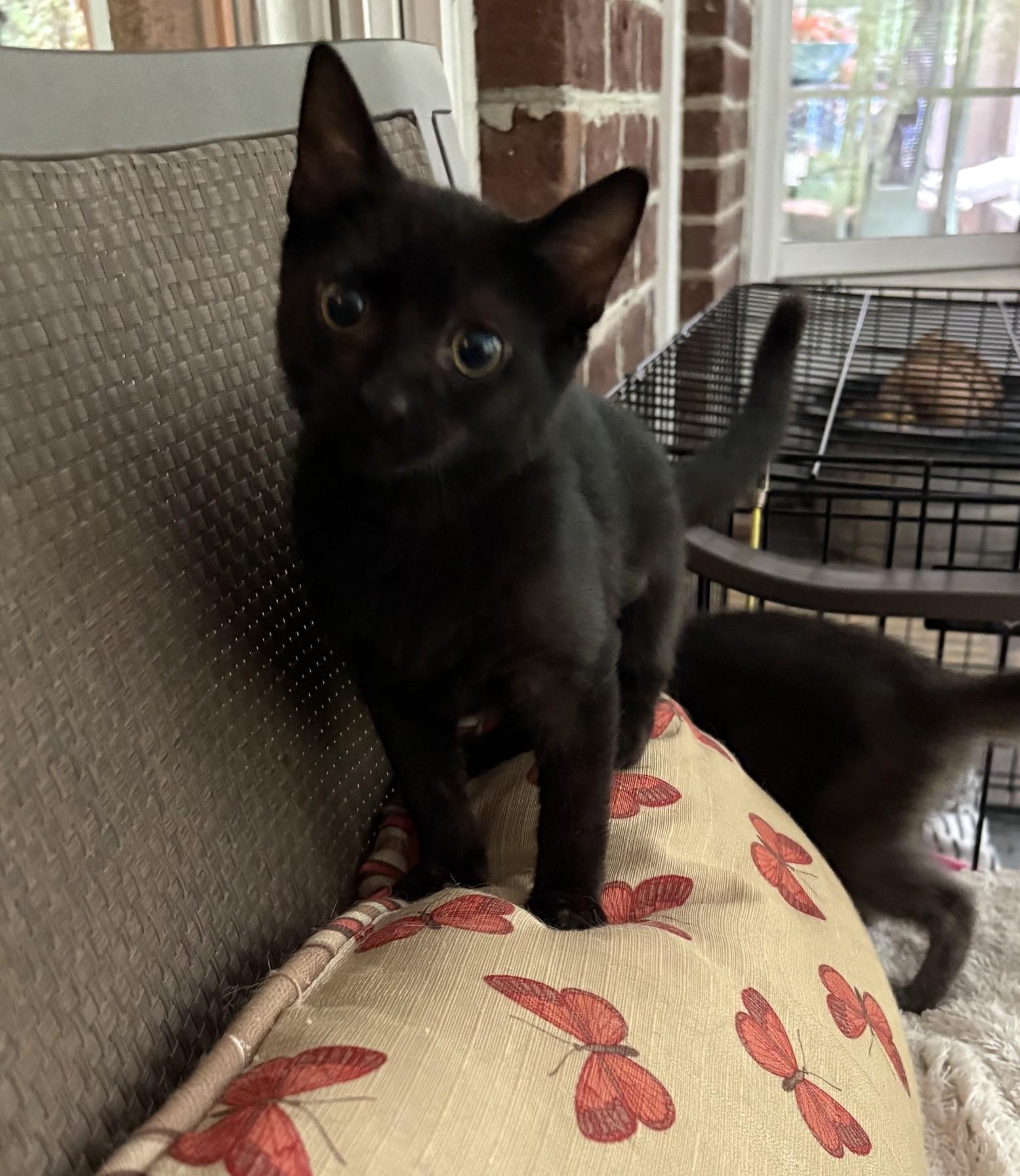 Enlarge Chibi, an adopted Domestic Short Hair in Columbia, SC image 2/3