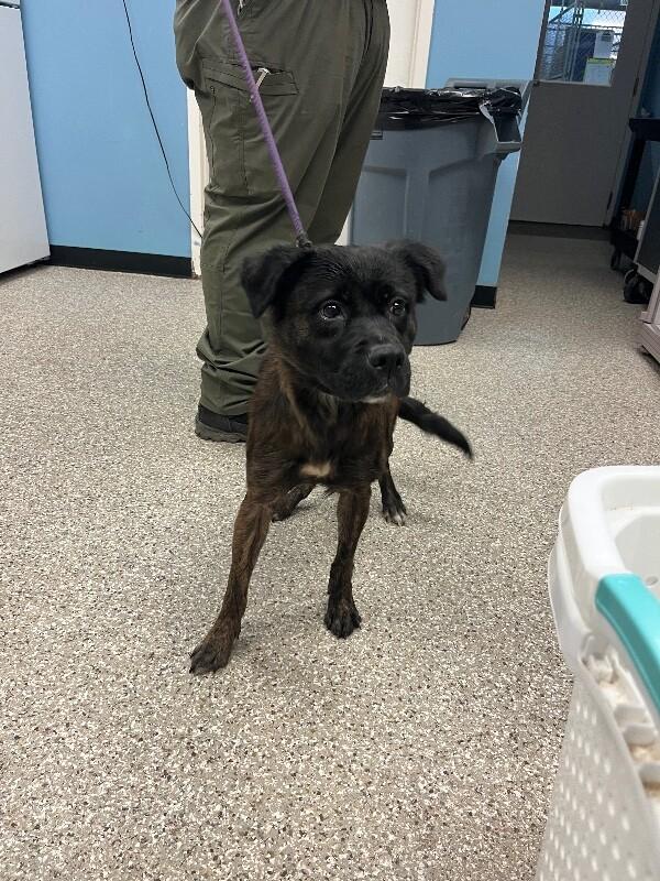 Vienna, Adoptable, Adult Female Pit Bull Terrier & Chow Chow.