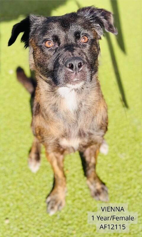 Vienna, a Adoptable mixed breed in Supply, NC image 2/2