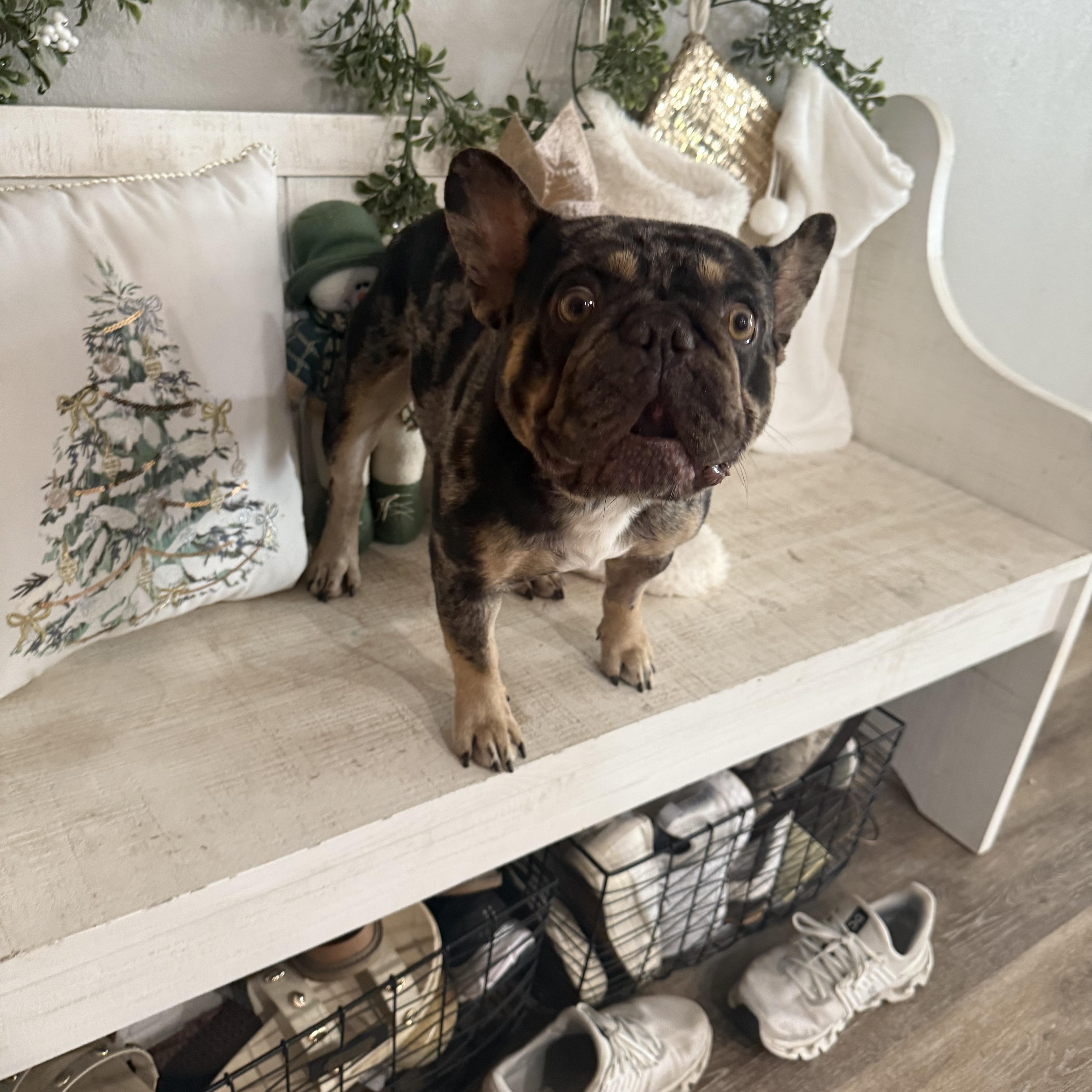 Magic Merlin, adopted, Adult Male French Bulldog.
