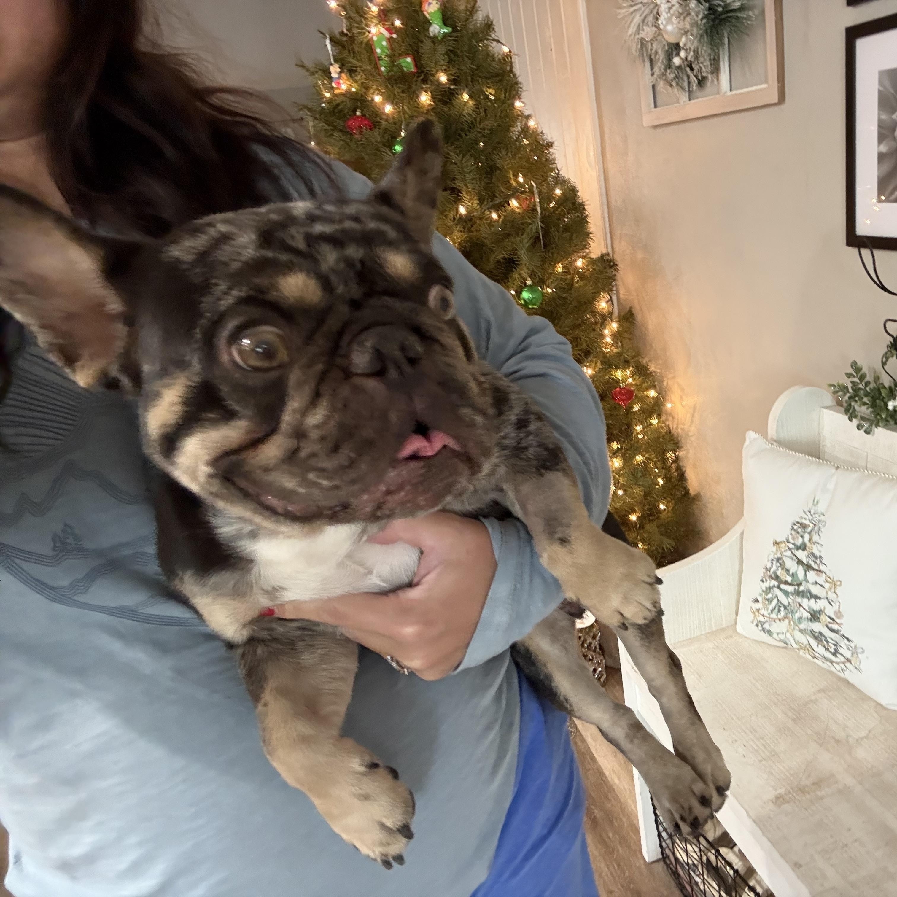 Enlarge Magic Merlin, an adopted French Bulldog in Lutz, FL image 3/4