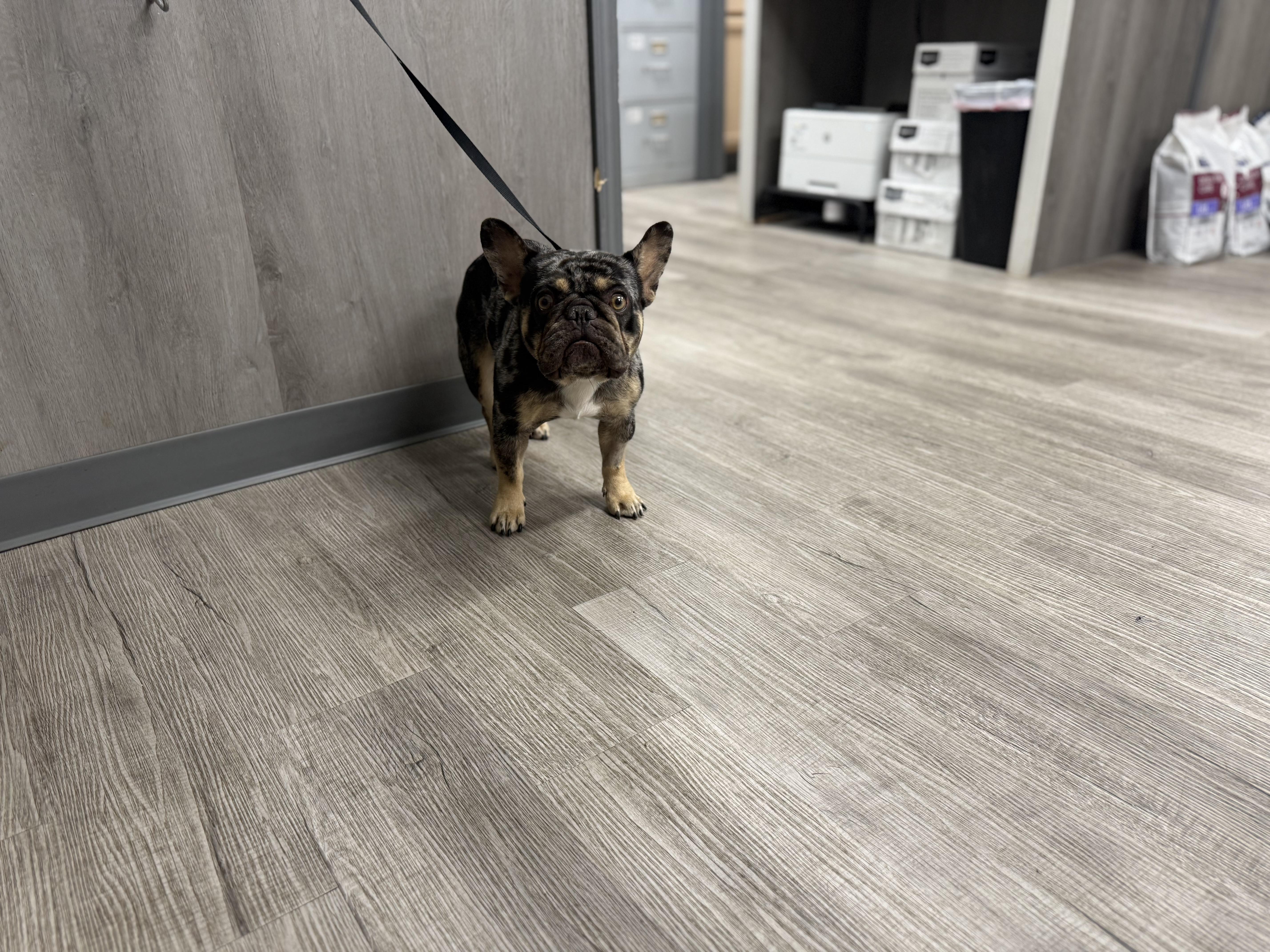 Enlarge Magic Merlin, an adopted French Bulldog in Lutz, FL image 4/4