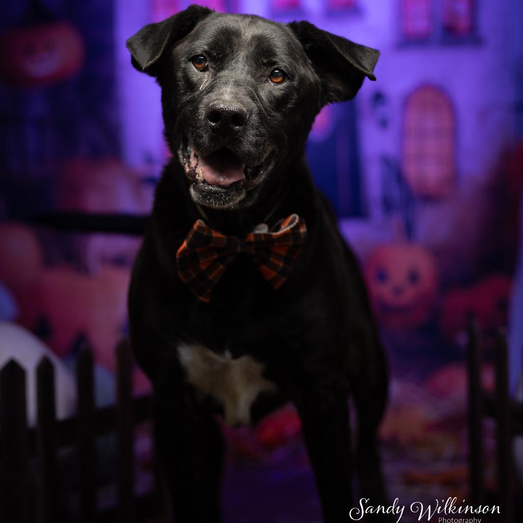 Abbey, Adoptable, Senior Female Black Labrador Retriever & Mixed Breed.