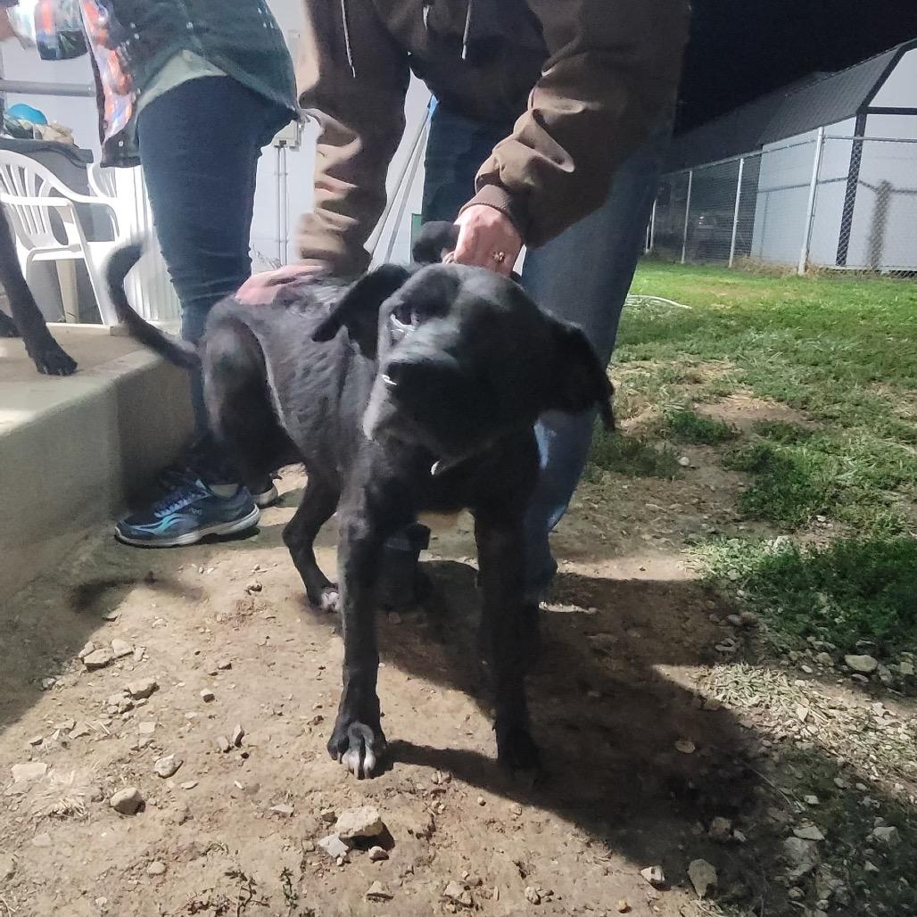 Enlarge Abbey, a Adoptable mixed breed in Sparks, NV image 2/4
