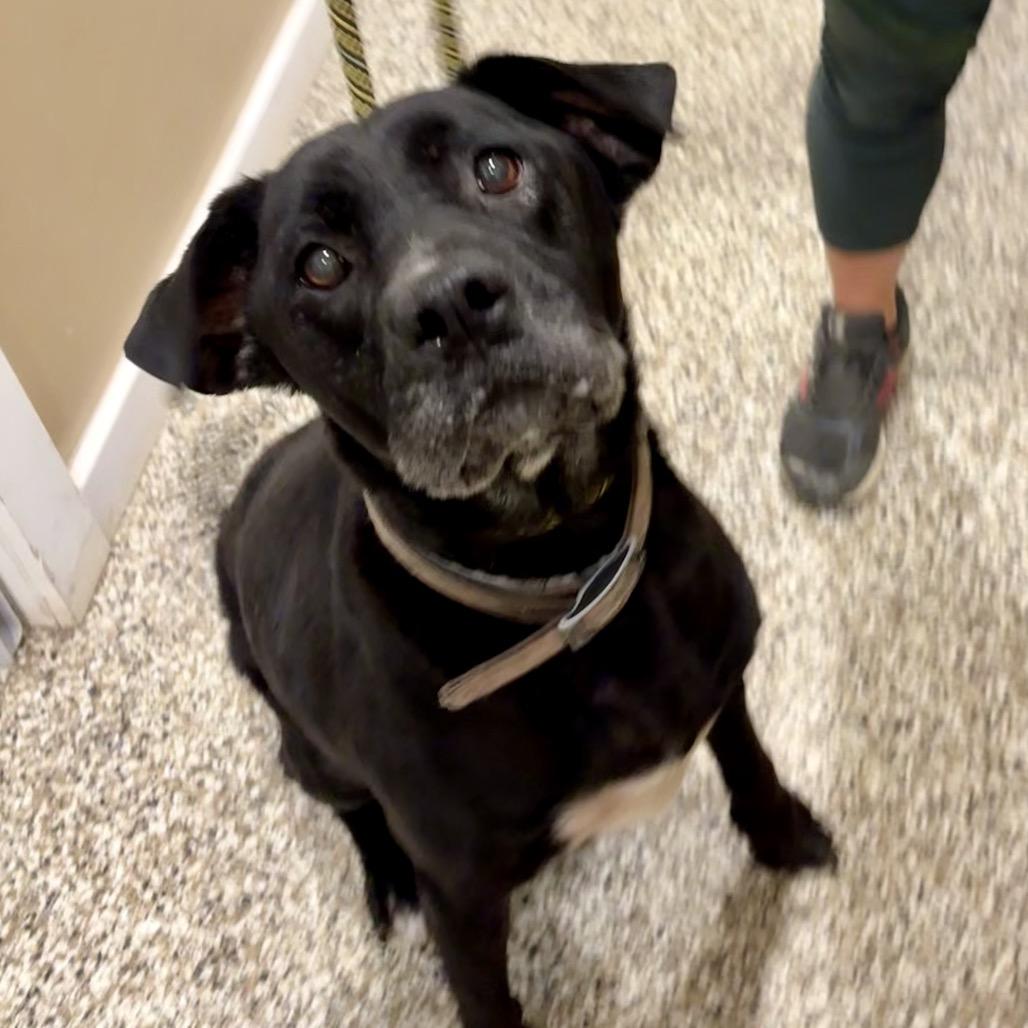 Enlarge Abbey, a Adoptable mixed breed in Sparks, NV image 3/4