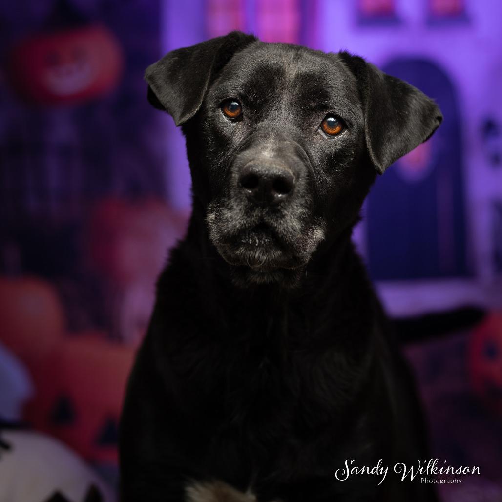 Enlarge Abbey, a Adoptable mixed breed in Sparks, NV image 4/4