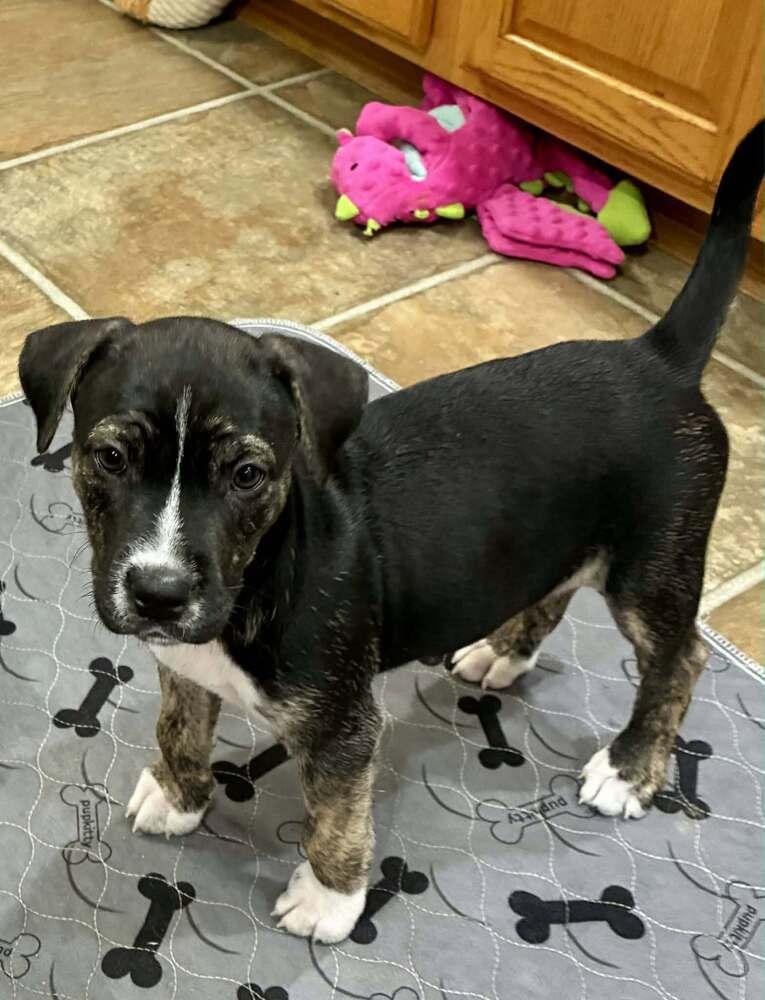 Popsicle, Adoptable, Puppy Female Husky & Pit Bull Terrier.
