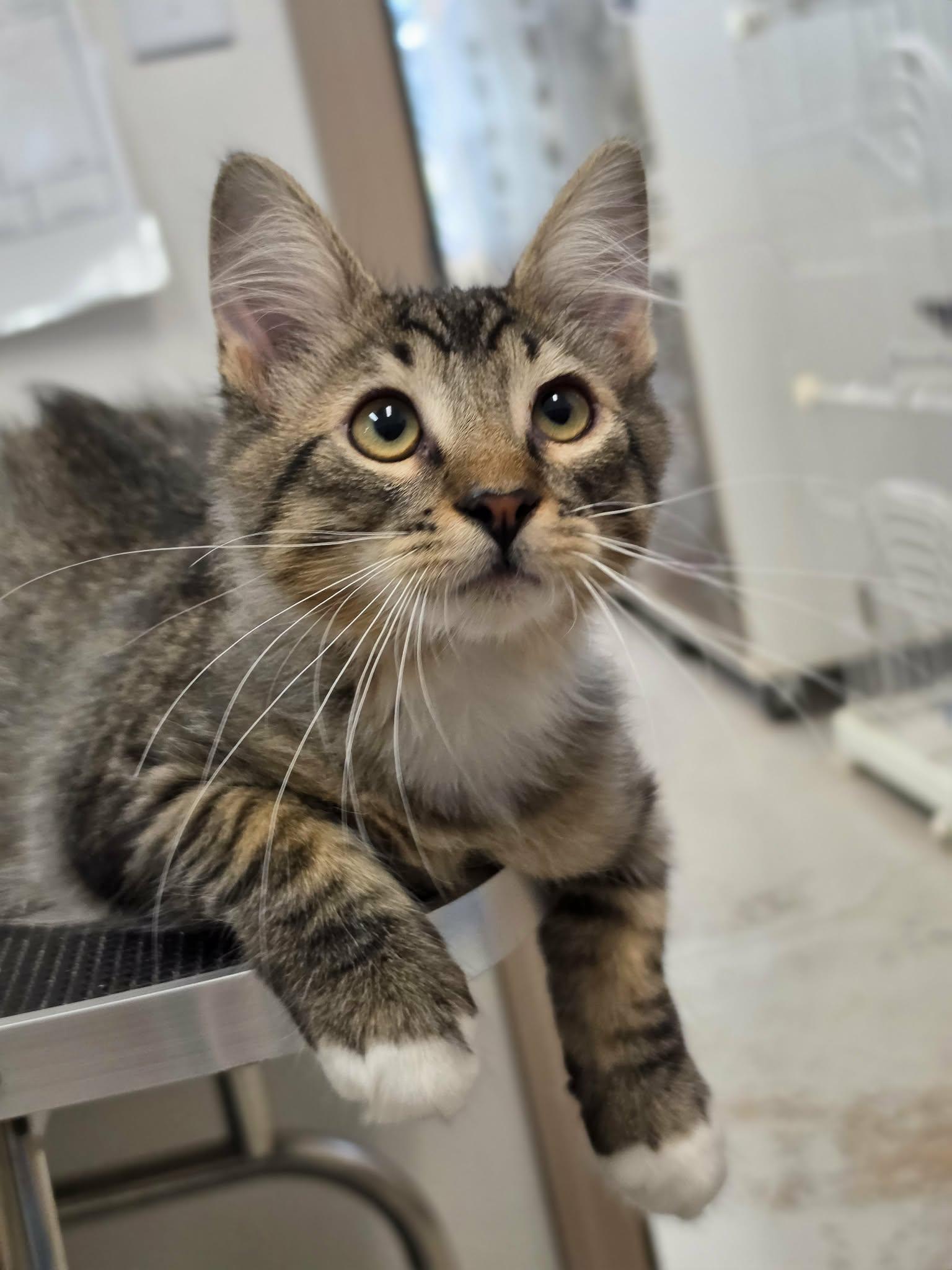 Calvin, Adopted, Kitten Male Domestic Medium Hair.