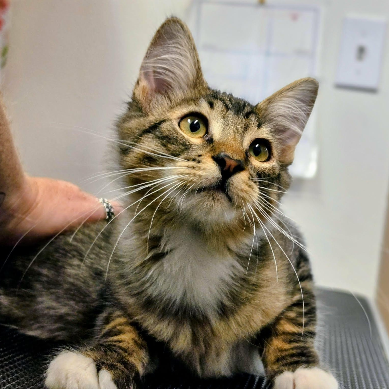 Enlarge Calvin, a Adopted Domestic Medium Hair in Grants Pass, OR image 2/4