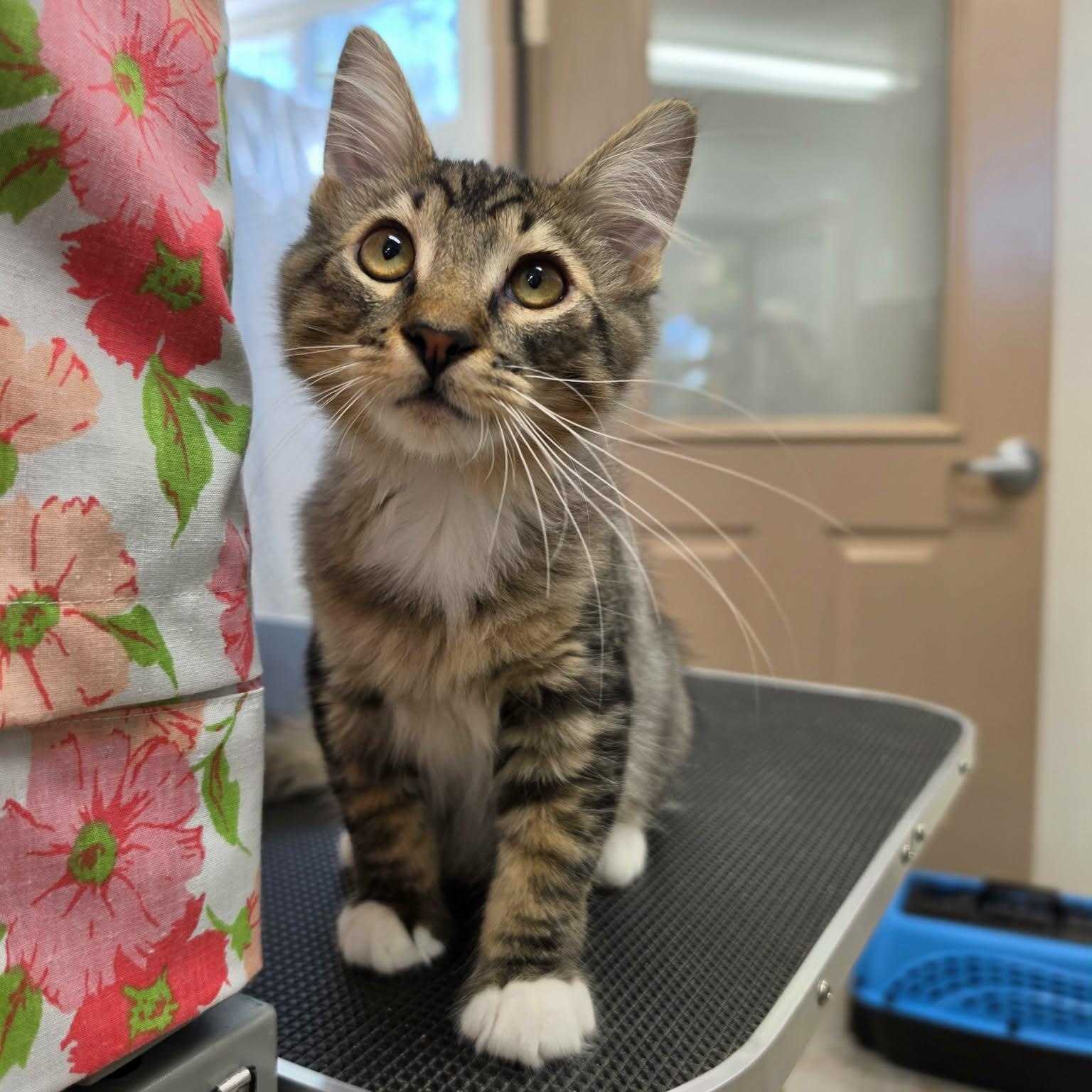 Enlarge Calvin, a Adopted Domestic Medium Hair in Grants Pass, OR image 3/4