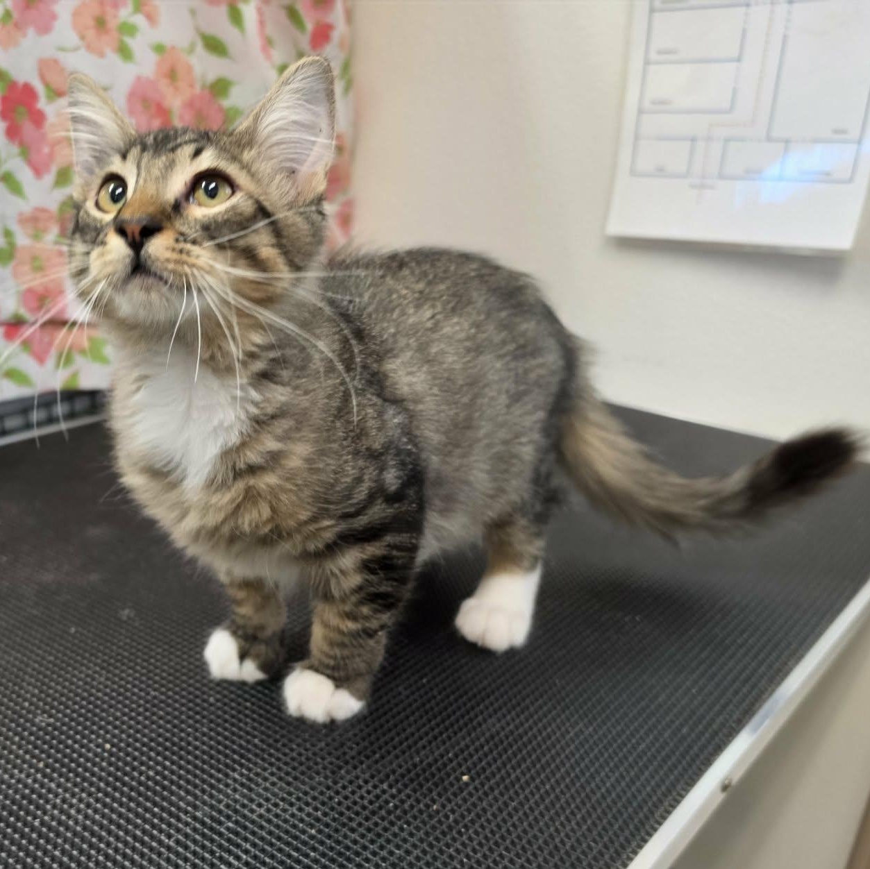 Enlarge Calvin, a Adopted Domestic Medium Hair in Grants Pass, OR image 4/4