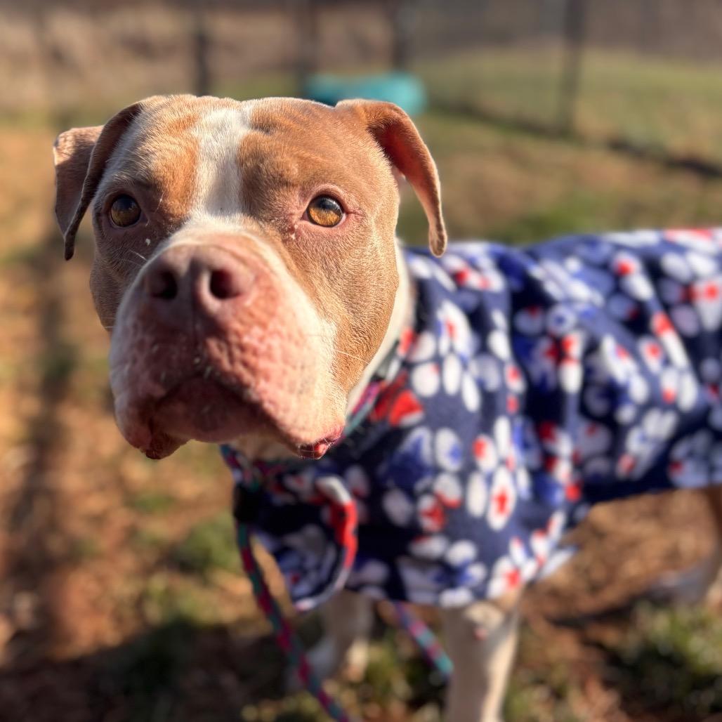 Lady Thor, Adoptable, Senior Female Pit Bull Terrier.