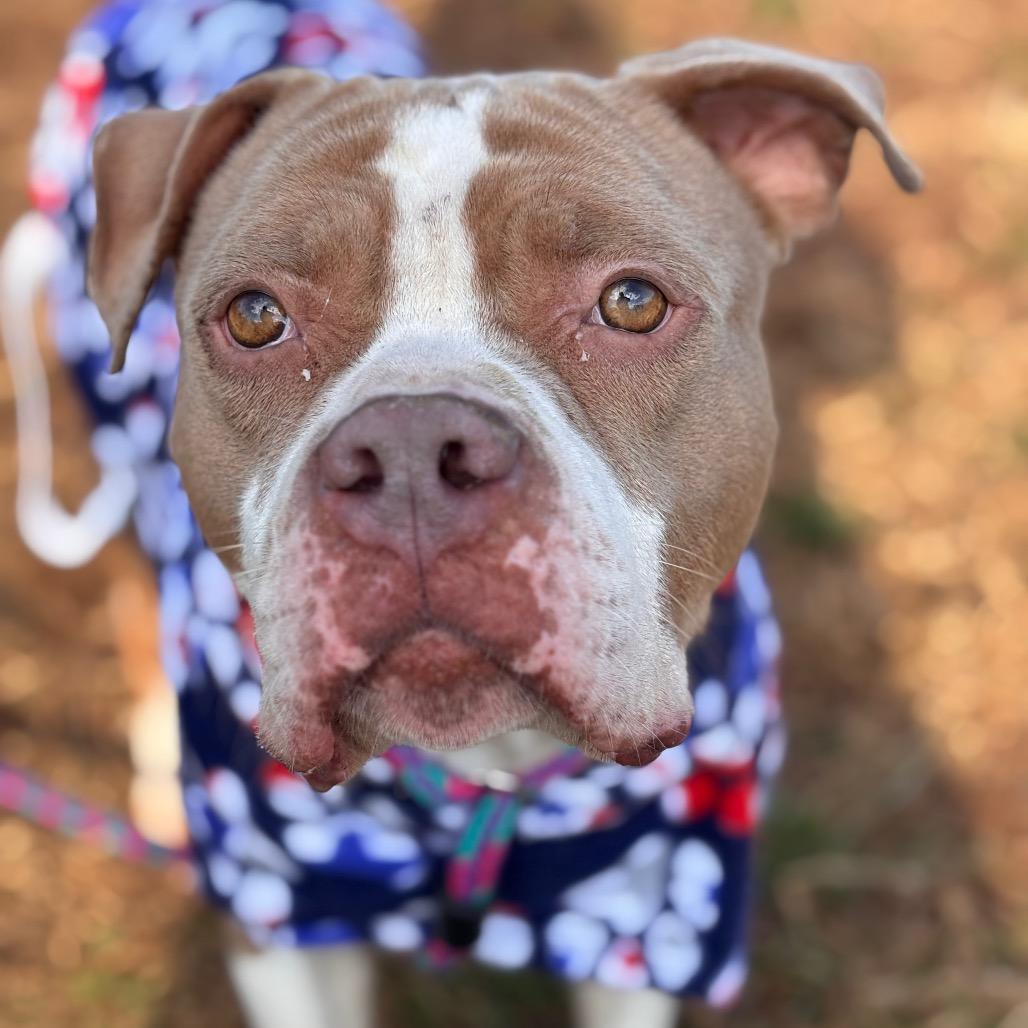 Enlarge Lady Thor, a Adoptable Pit Bull Terrier in York, PA image 2/6