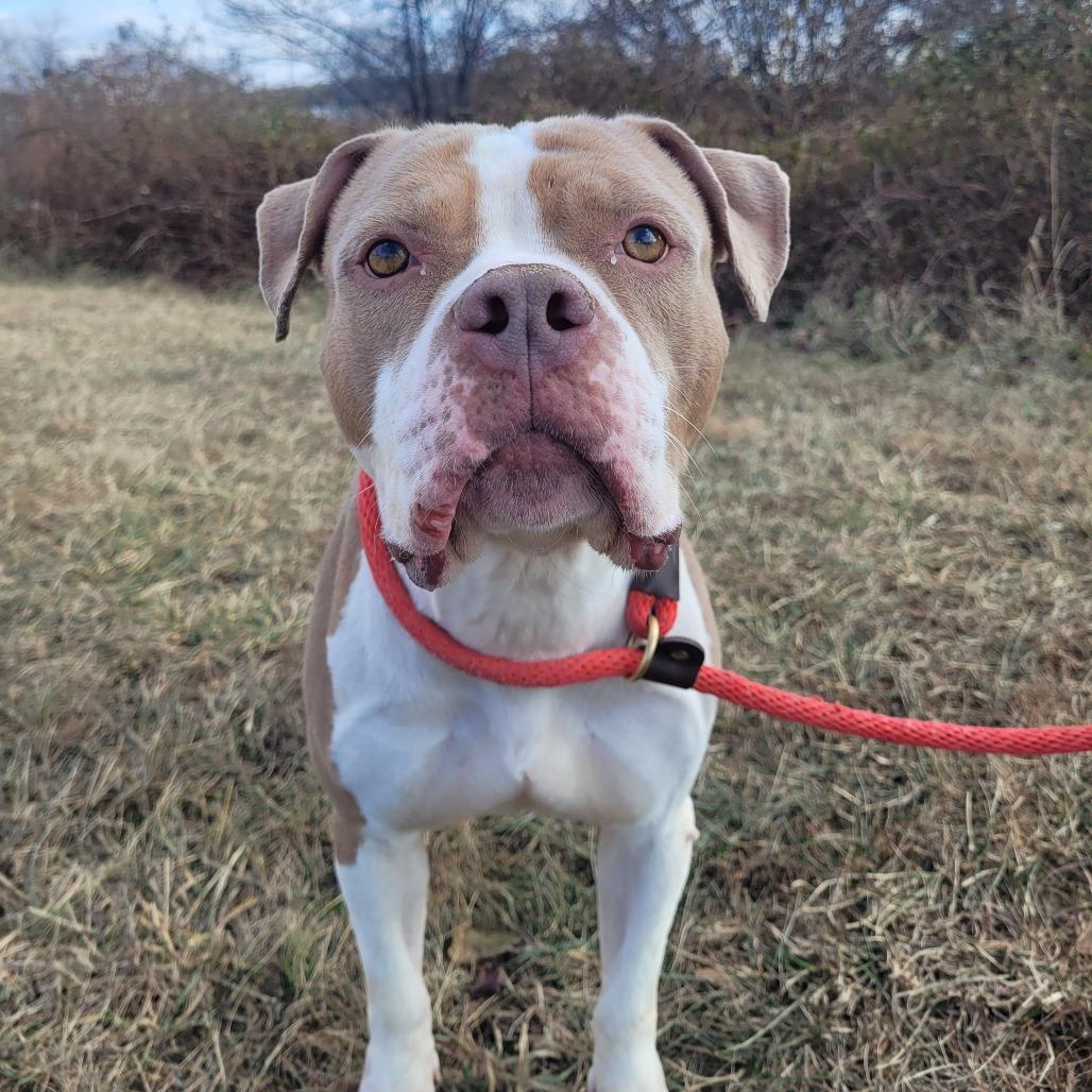 Enlarge Lady Thor, a Adoptable Pit Bull Terrier in York, PA image 3/6