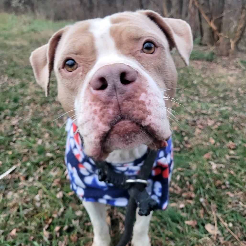 Enlarge Lady Thor, a Adoptable Pit Bull Terrier in York, PA image 2/6