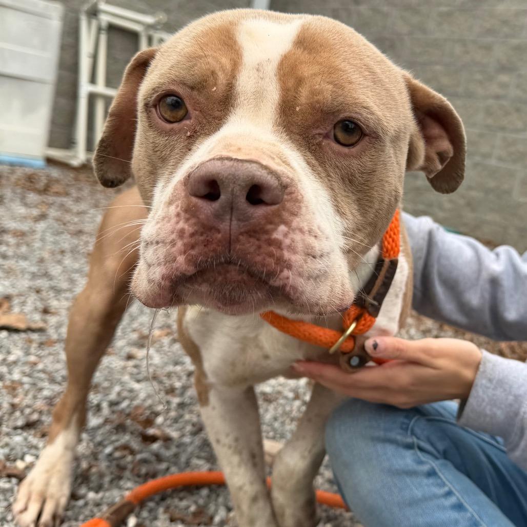 Enlarge Lady Thor, a Adoptable Pit Bull Terrier in York, PA image 3/6
