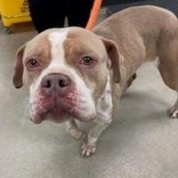 Enlarge Lady Thor, a Adoptable Pit Bull Terrier in York, PA image 5/6