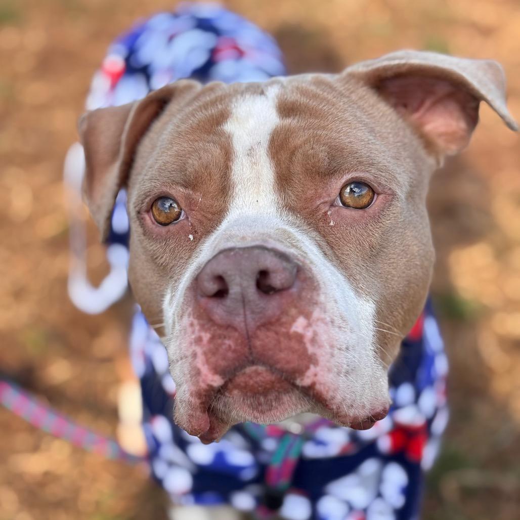 Enlarge Lady Thor, a Adoptable Pit Bull Terrier in York, PA image 6/6