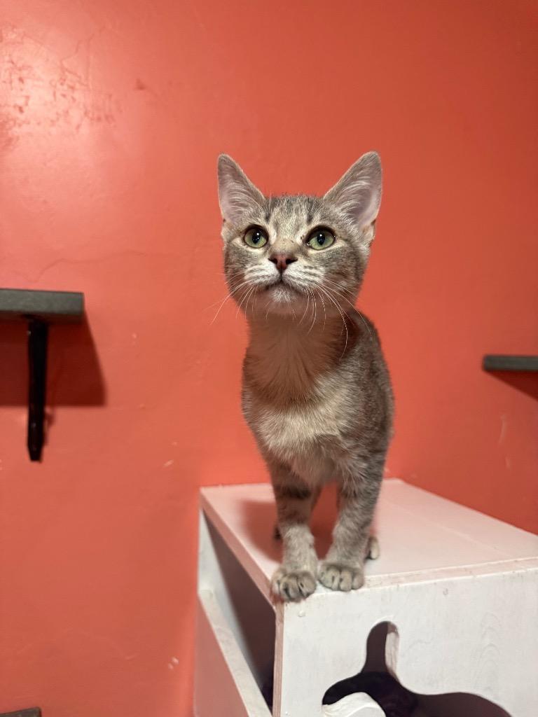 Stuckey, Adoptable, Kitten Female Domestic Short Hair.