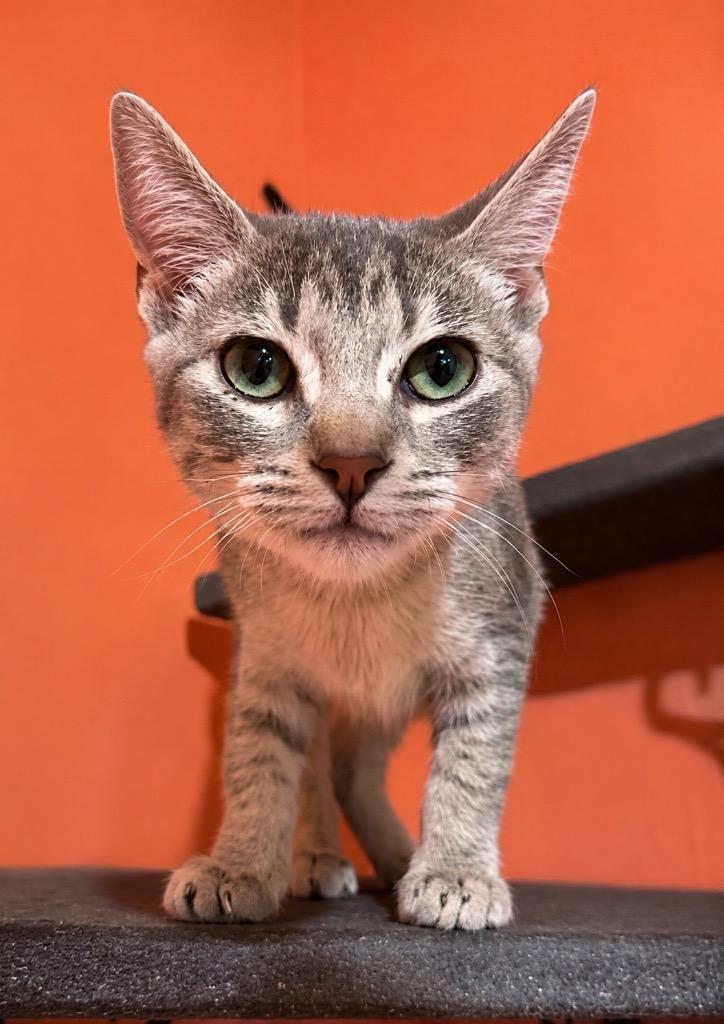 Enlarge Stuckey, a Adoptable mixed breed in Labelle, FL image 3/6