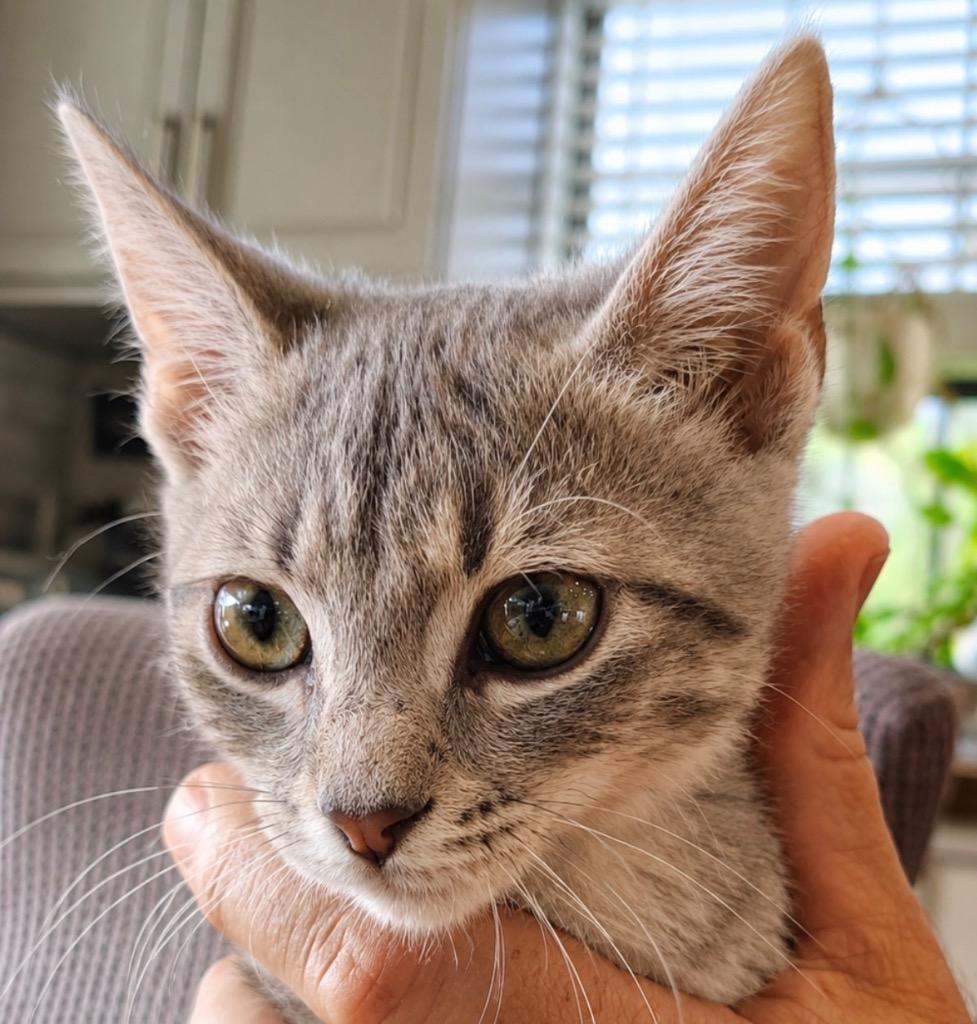 Enlarge Stuckey, a Adoptable mixed breed in Labelle, FL image 4/6