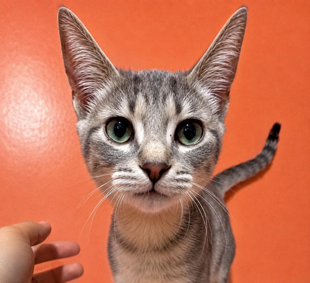 Enlarge Stuckey, a Adoptable mixed breed in Labelle, FL image 5/6