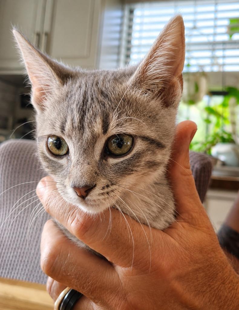 Enlarge Stuckey, a Adoptable mixed breed in Labelle, FL image 6/6