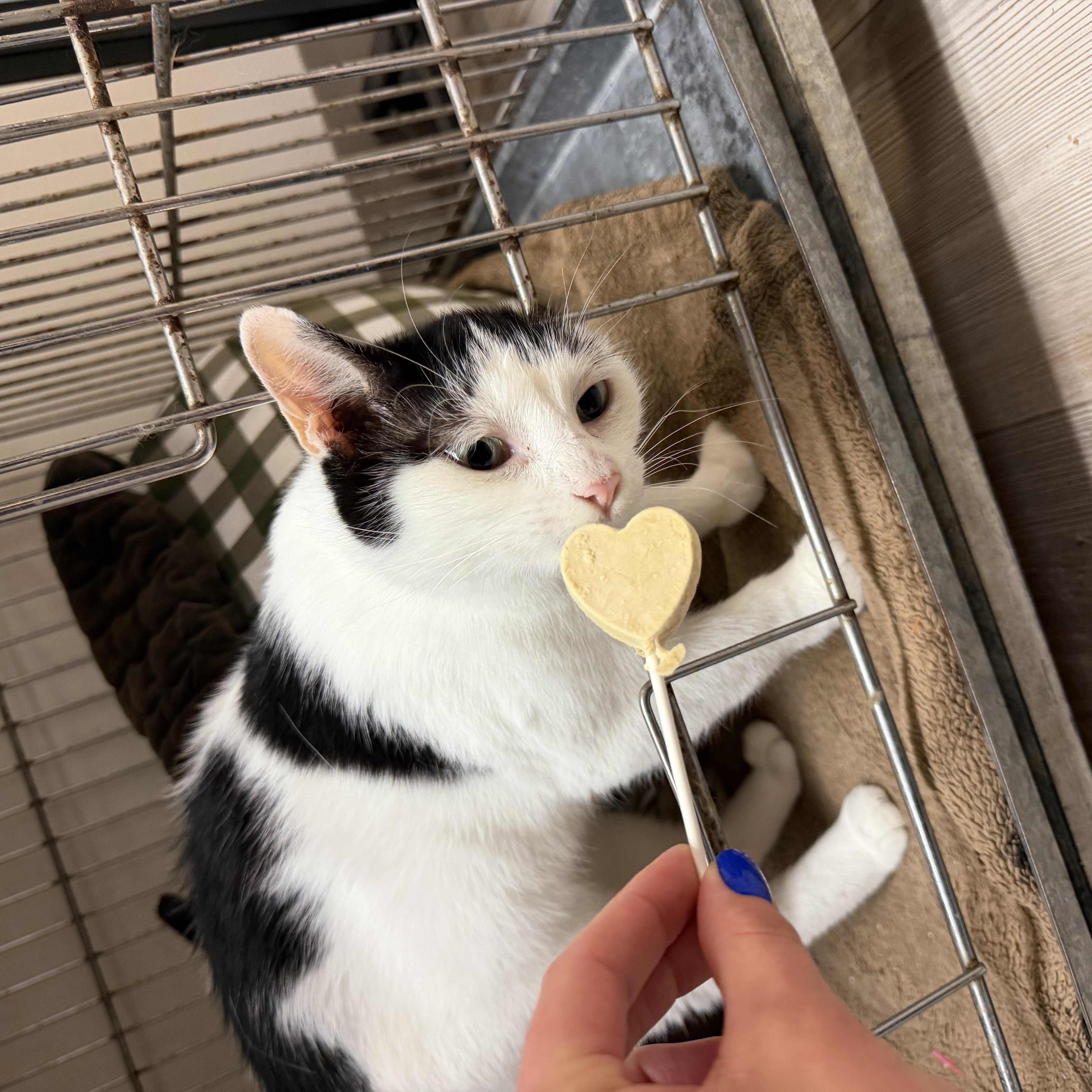 Bailey & Meredith, adoptable, Young Female Domestic Short Hair.
