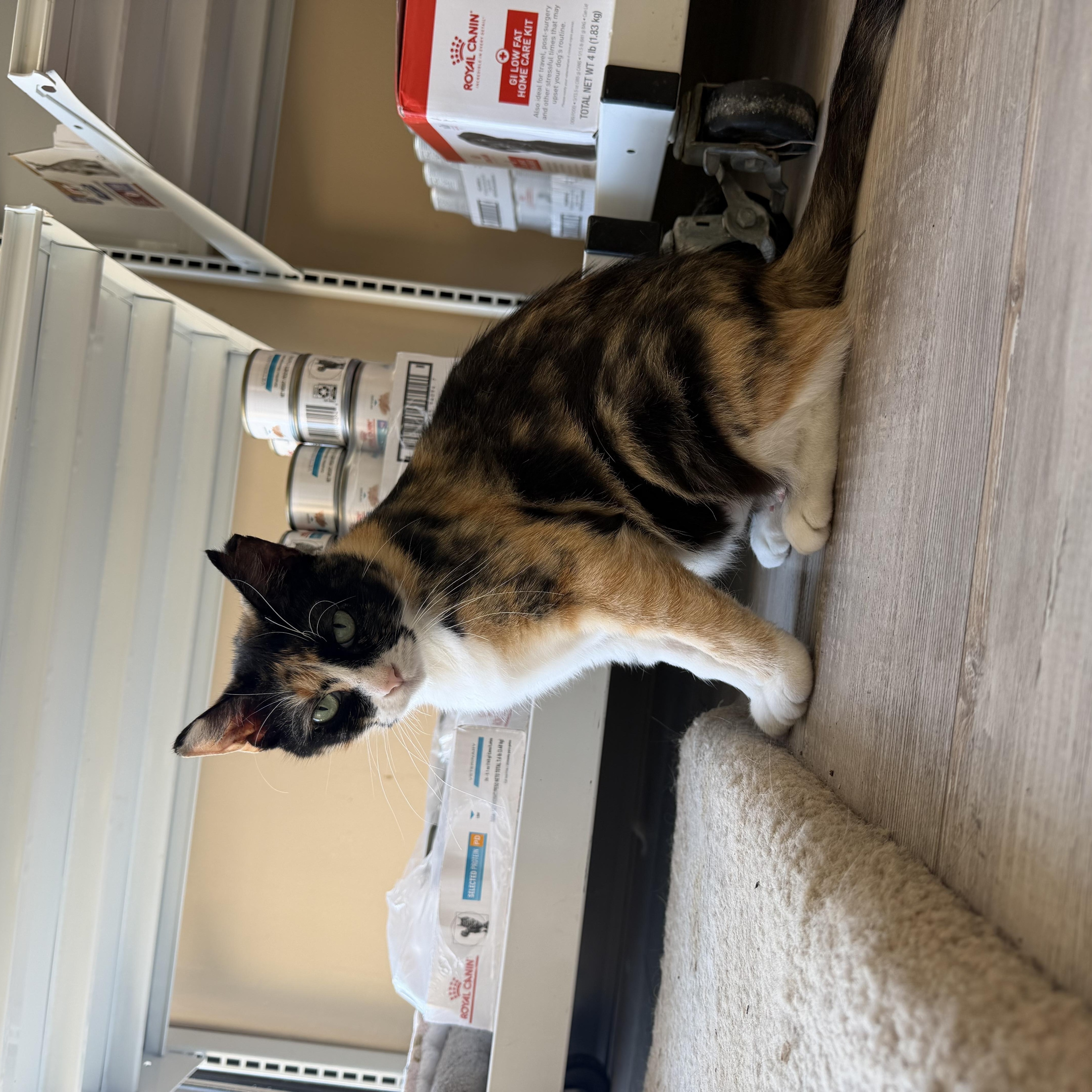 Enlarge Bailey & Meredith, an adoptable Domestic Short Hair in Madison, WI image 4/6